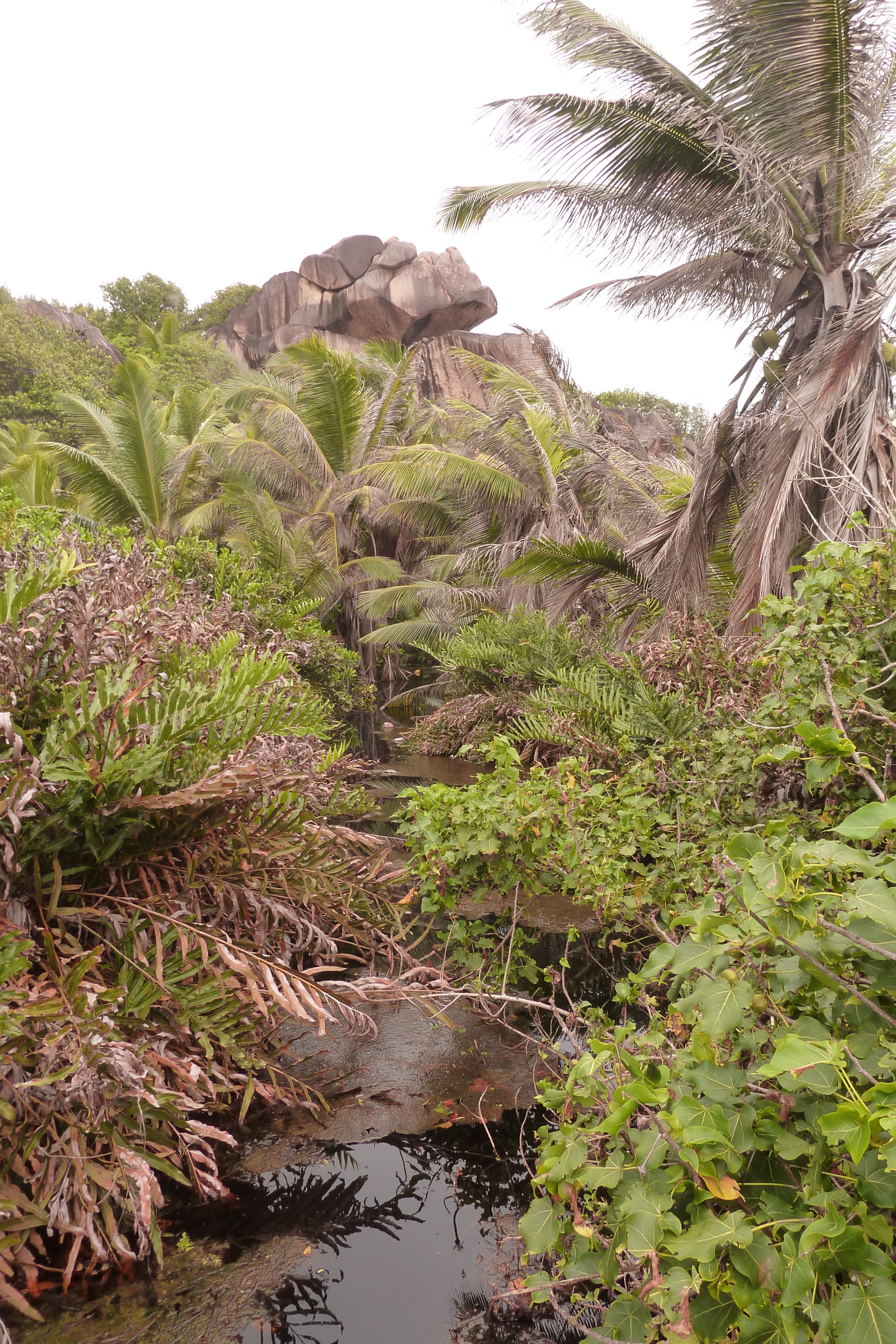 รูปถ่าย เซเชลส์(Seychelles) เกาะลาดีก(La Digue) 2011-10 222