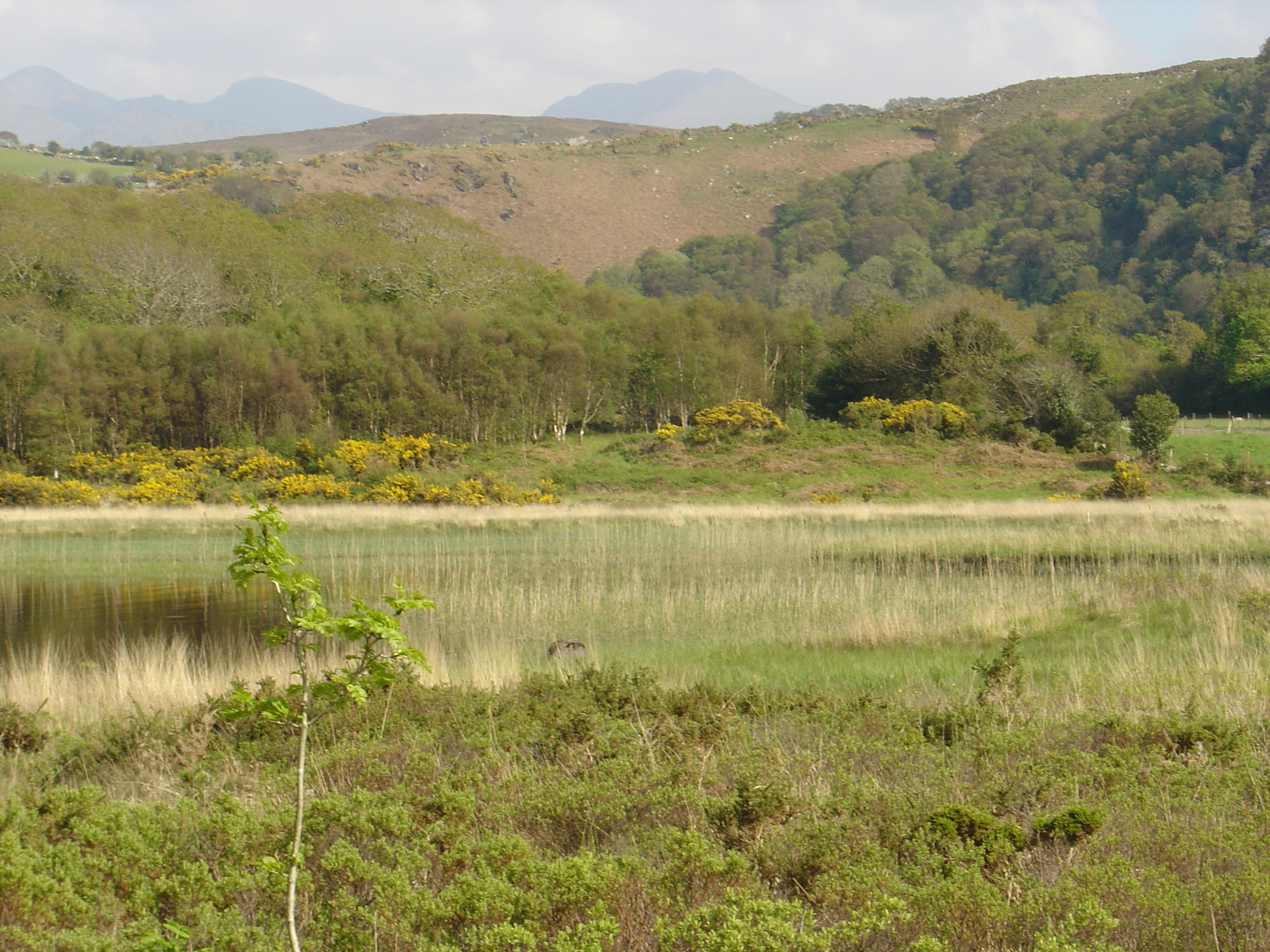 รูปถ่าย ไอร์แลนด์(Ireland) เคอร์รี่(Kerry) ทะเลสาบคารา(Caragh Lake) 2004-05 22
