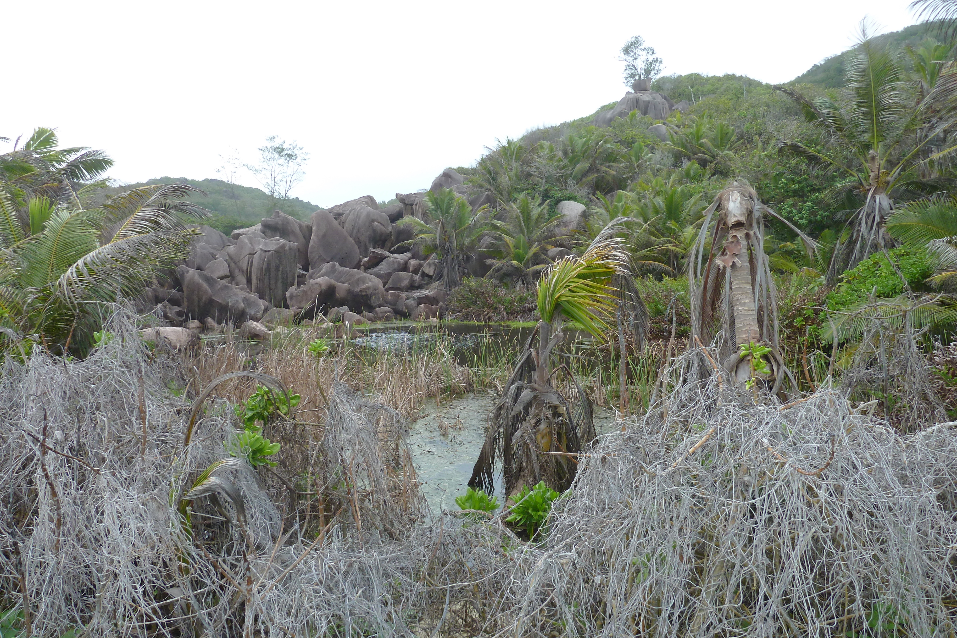 รูปถ่าย เซเชลส์(Seychelles) เกาะลาดีก(La Digue) 2011-10 198