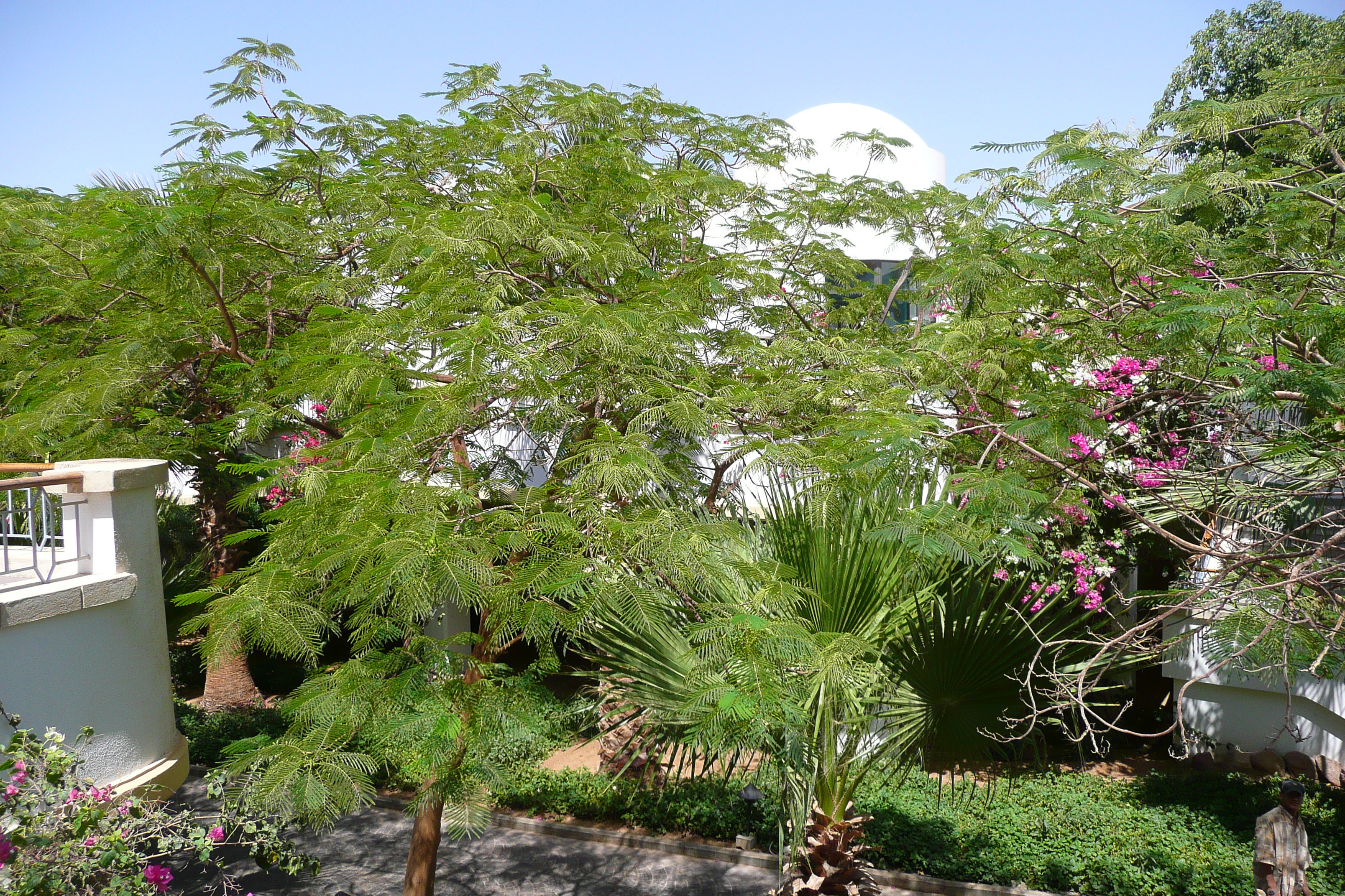 รูปถ่าย อียิปต์(Egypt) ชาร์มเอลชีค(Sharm el Sheikh) โรงแรมไฮแอต(Hyatt Hotel) 2008-06 51