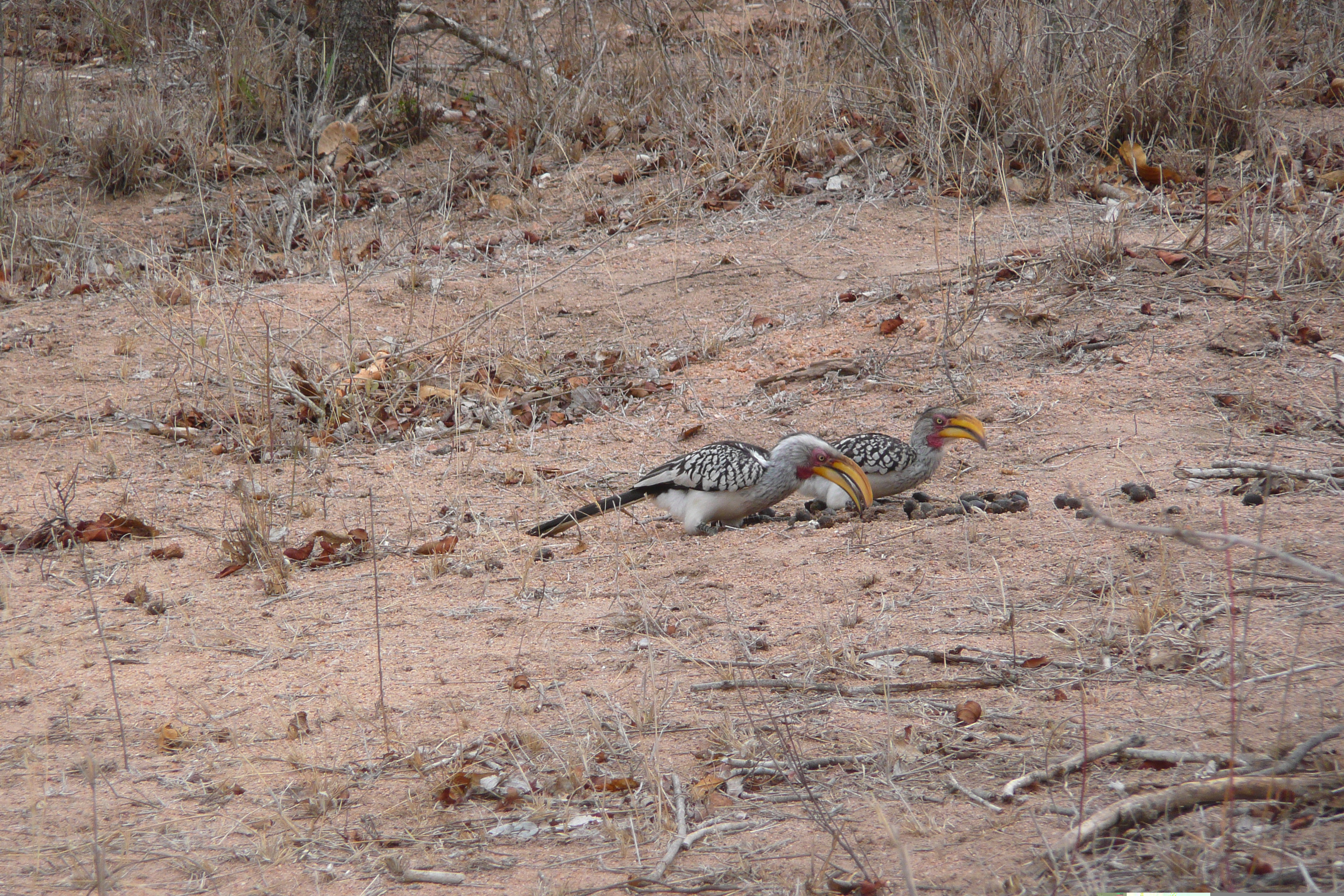 รูปถ่าย แอฟริกาใต้(South Africa) อุทยานแห่งชาติครูเกอร์(Kruger National Park) มปอนโด(Mpondo) 2008-09 30