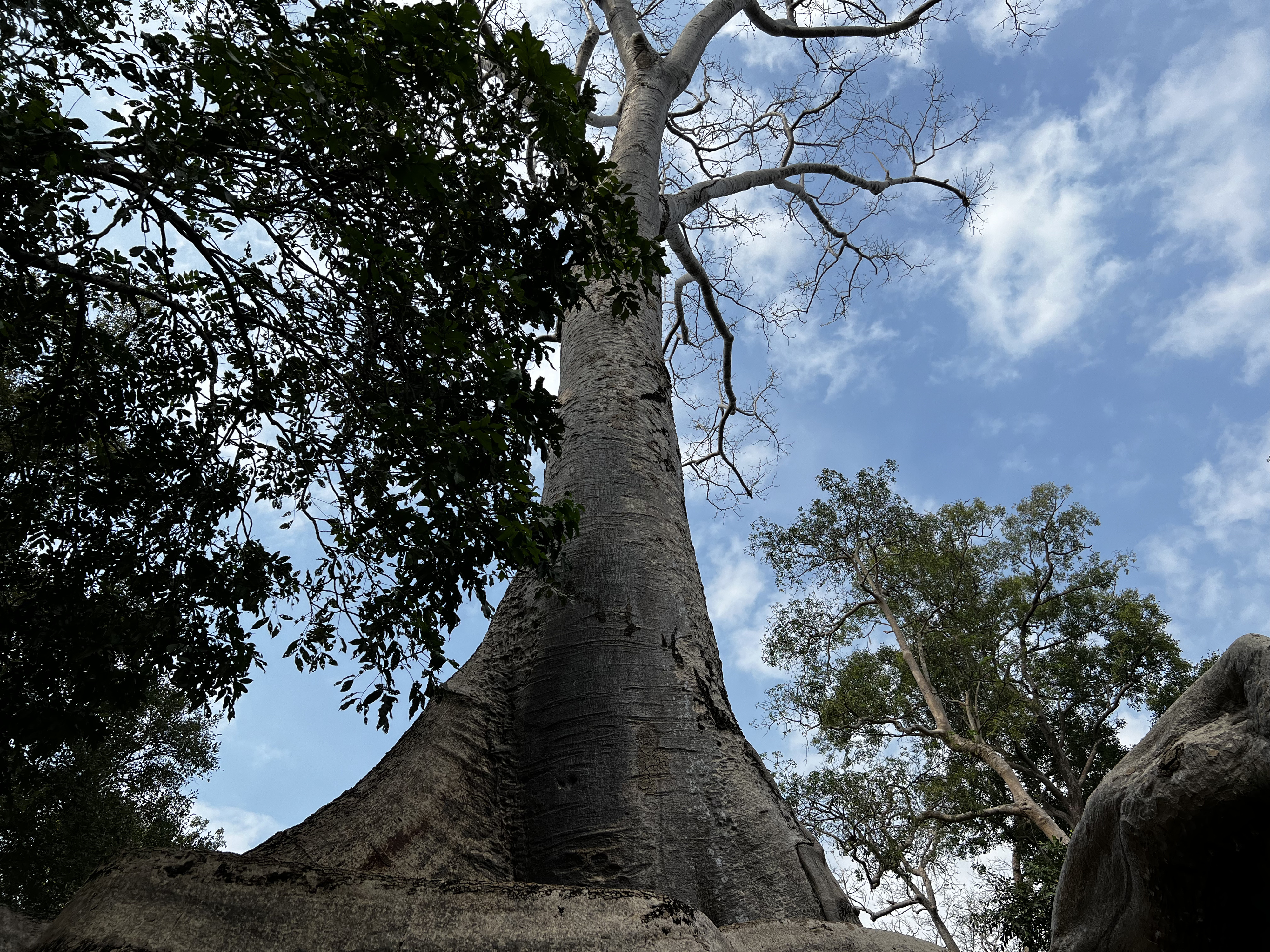 รูปถ่าย กัมพูชา(Cambodia) เสียมราฐ(Siem Reap) ปราสาทตาพรหม(Ta Prohm) 2023-01 101