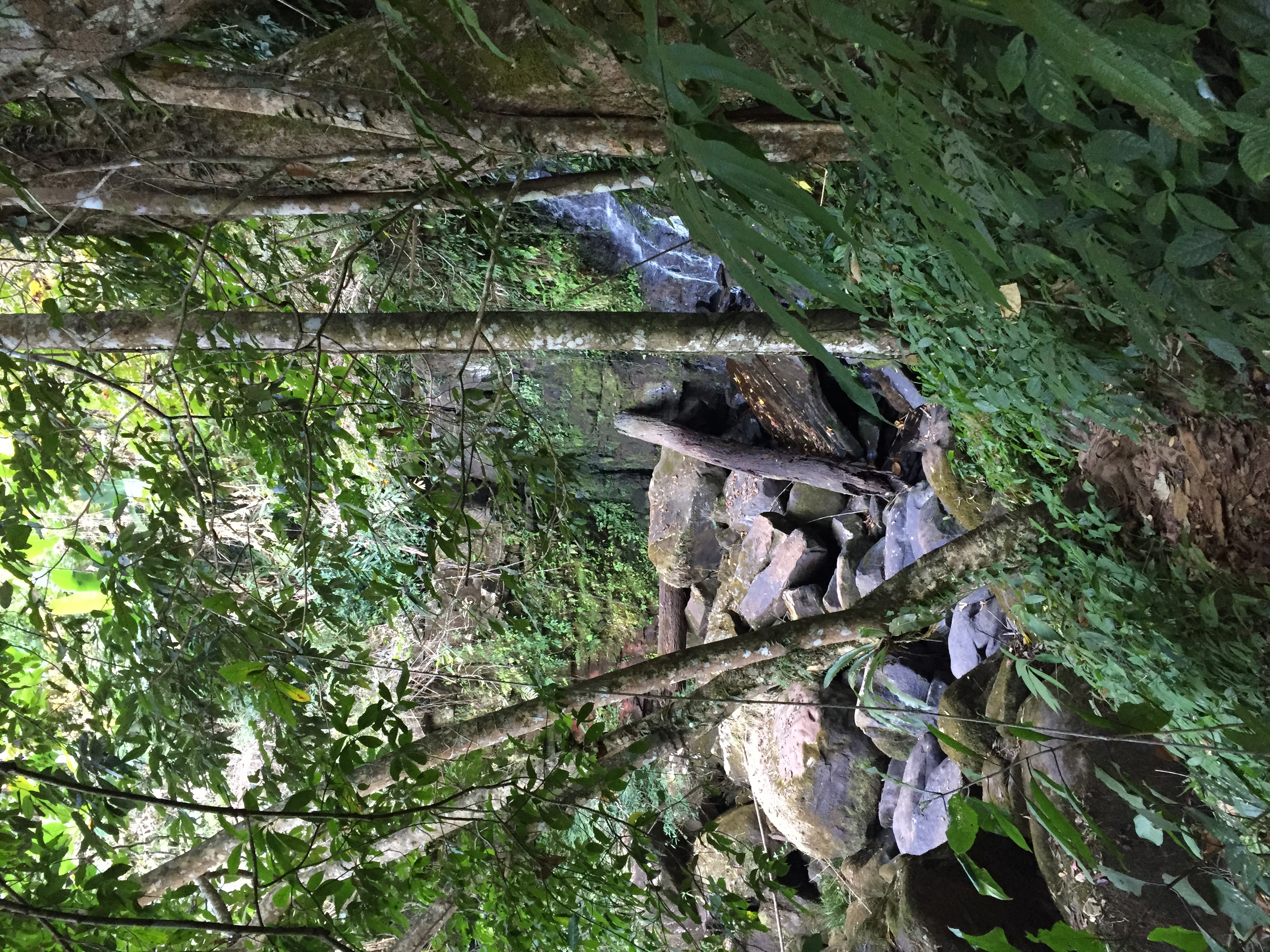 รูปถ่าย ไทย(Thailand) อุทยานแห่งชาติภูหินร่องกล้า(Phu Hin Rong Kla National Park) 2014-12 206