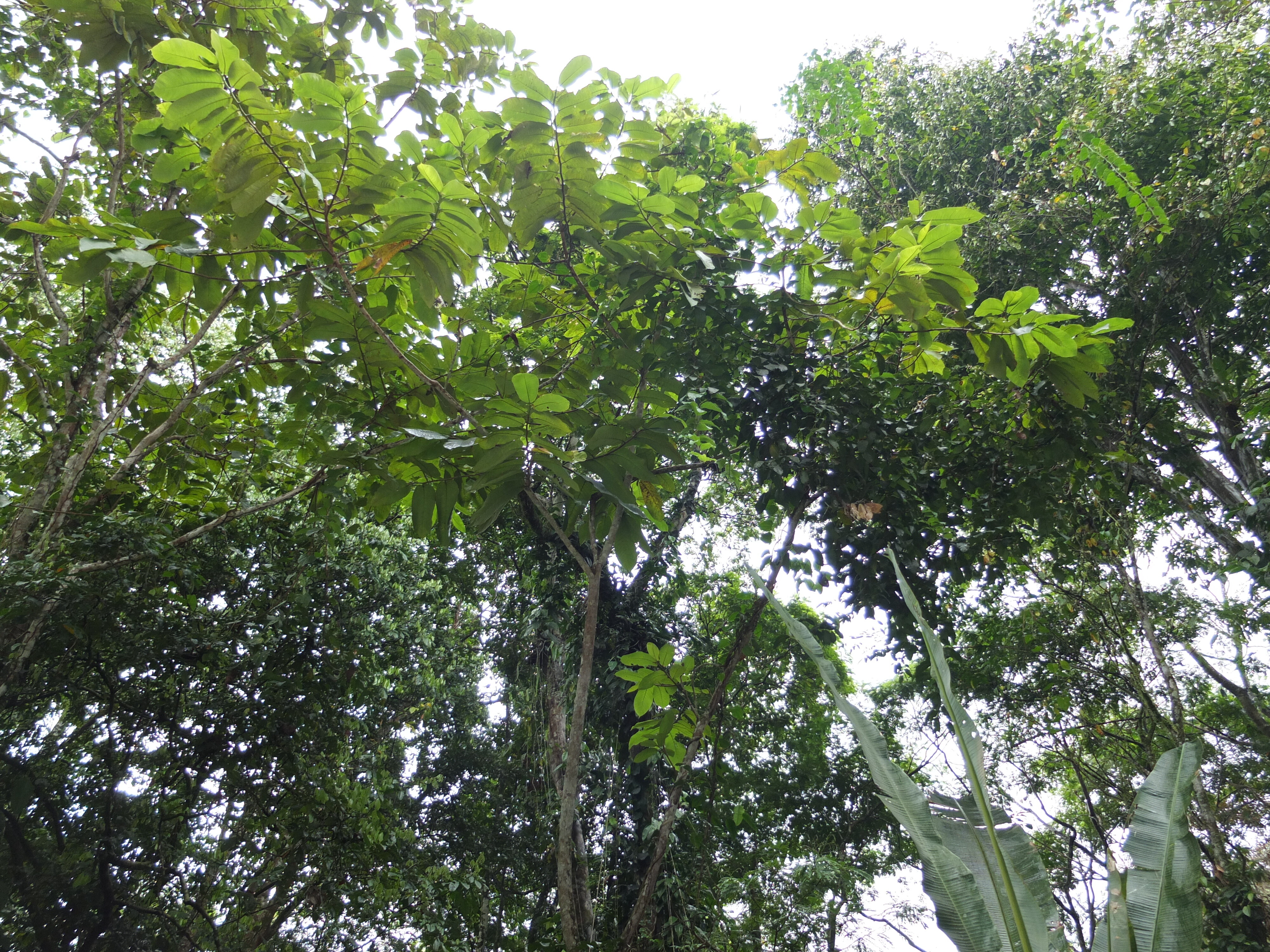 รูปถ่าย คอสตาริกา(Costa Rica) ปวยร์โตเบียโฆเดตาลามังกา(Puerto Viejo de Talamanca) 2015-03 34
