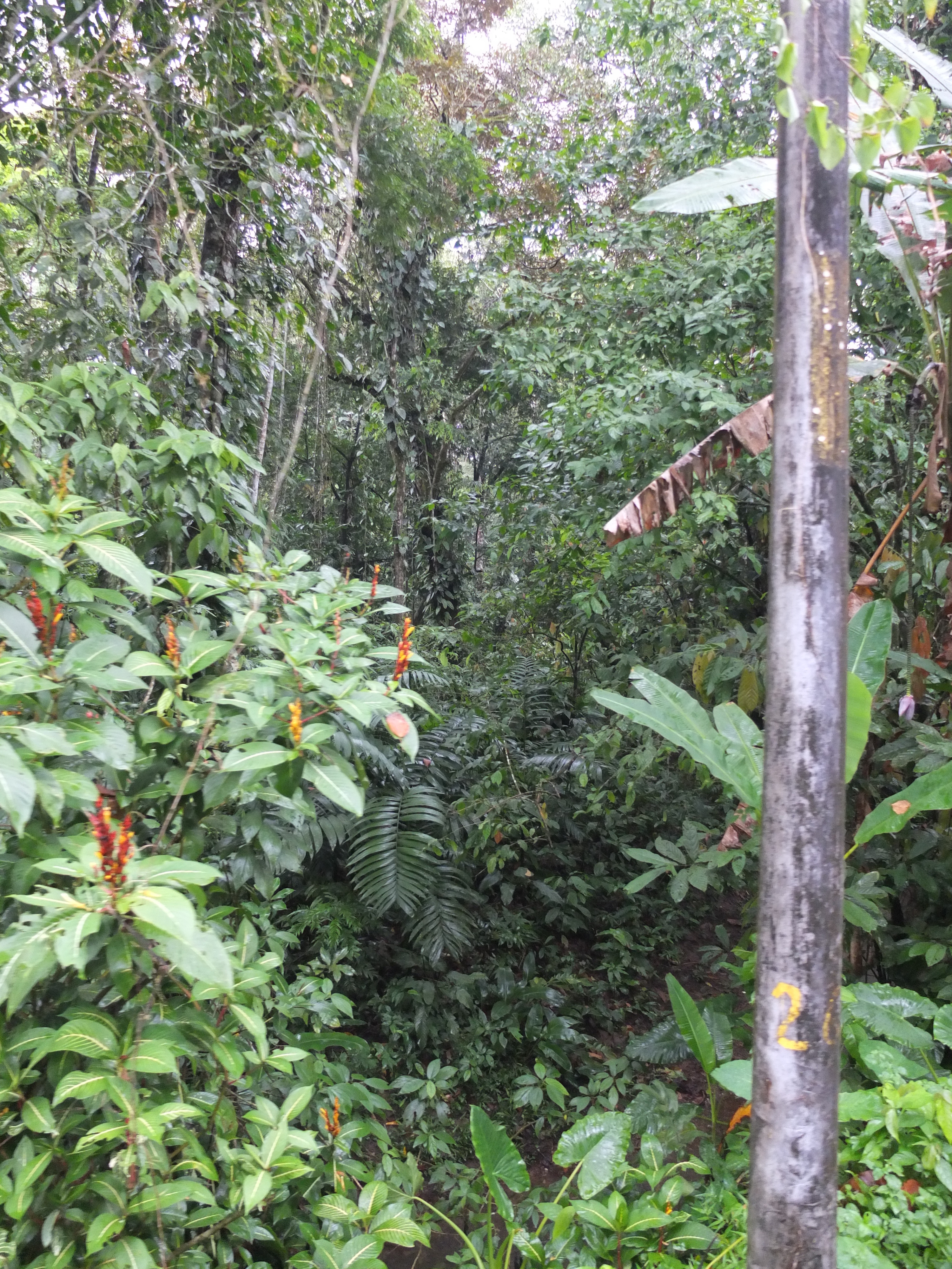 รูปถ่าย คอสตาริกา(Costa Rica) ปวยร์โตเบียโฆเดตาลามังกา(Puerto Viejo de Talamanca) 2015-03 6