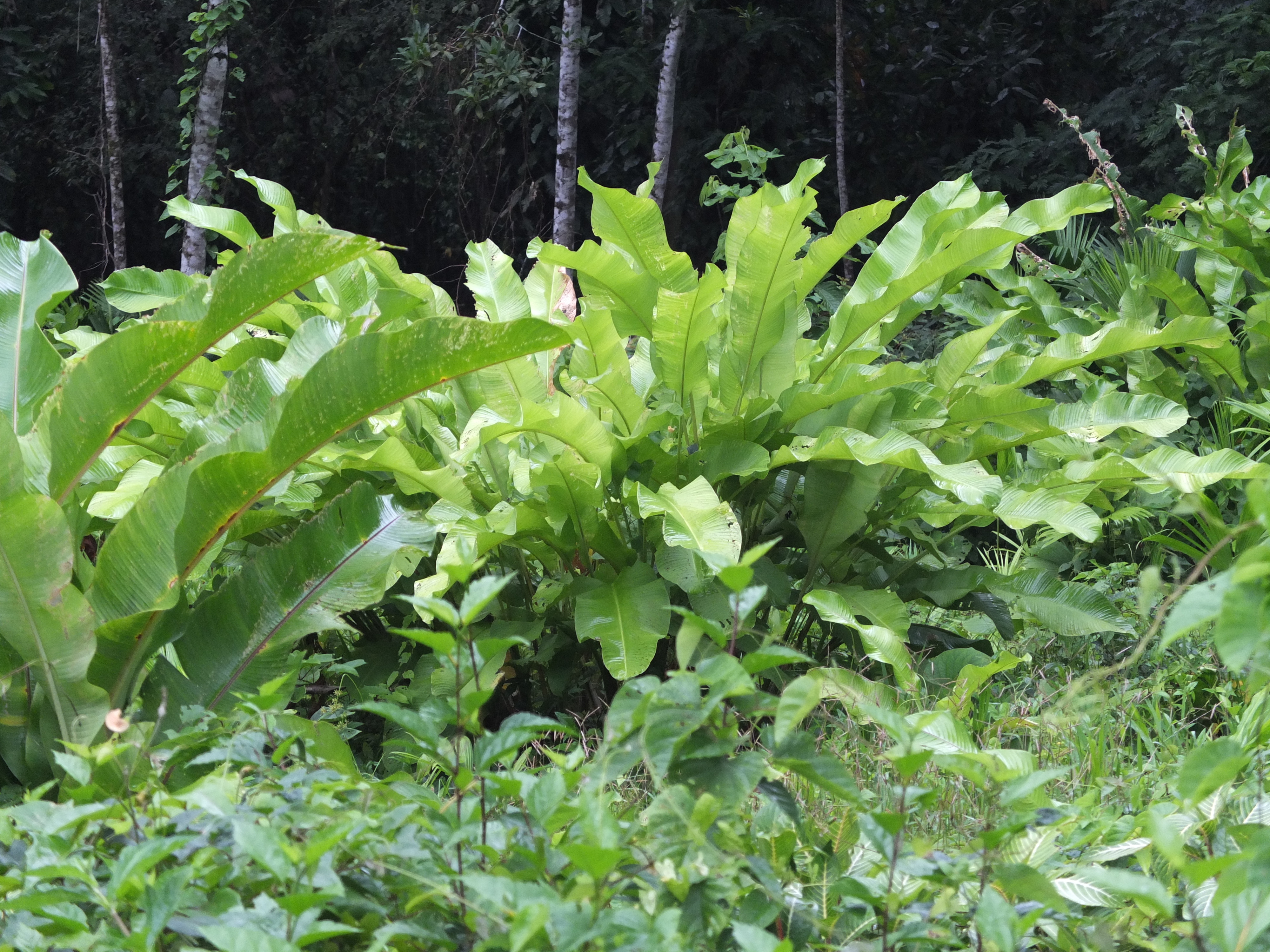 รูปถ่าย คอสตาริกา(Costa Rica) ปวยร์โตเบียโฆเดตาลามังกา(Puerto Viejo de Talamanca) 2015-03 22