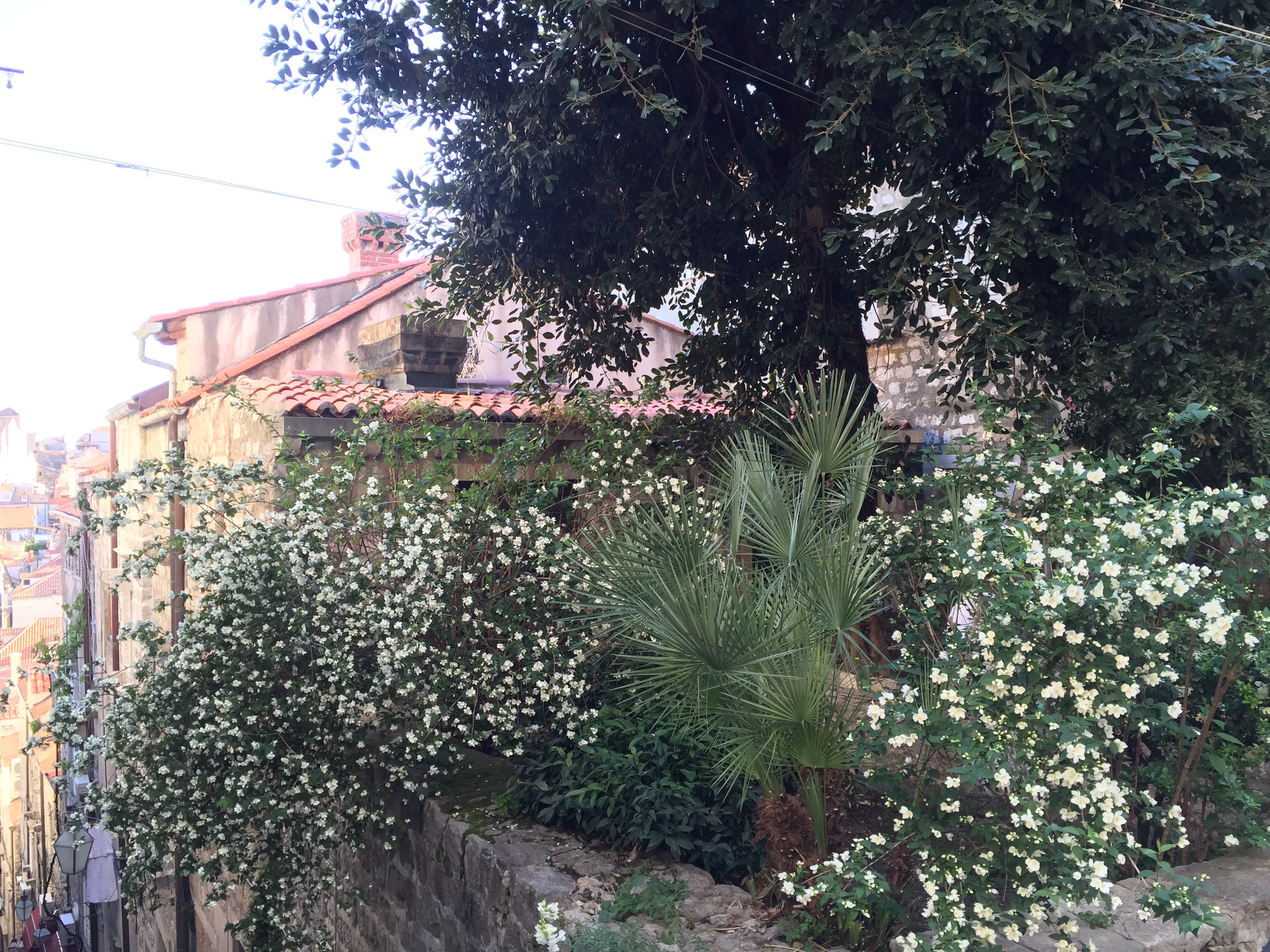 รูปถ่าย โครเอเชีย(Croatia) ดูบรอฟนิก(Dubrovnik) 2016-04 176