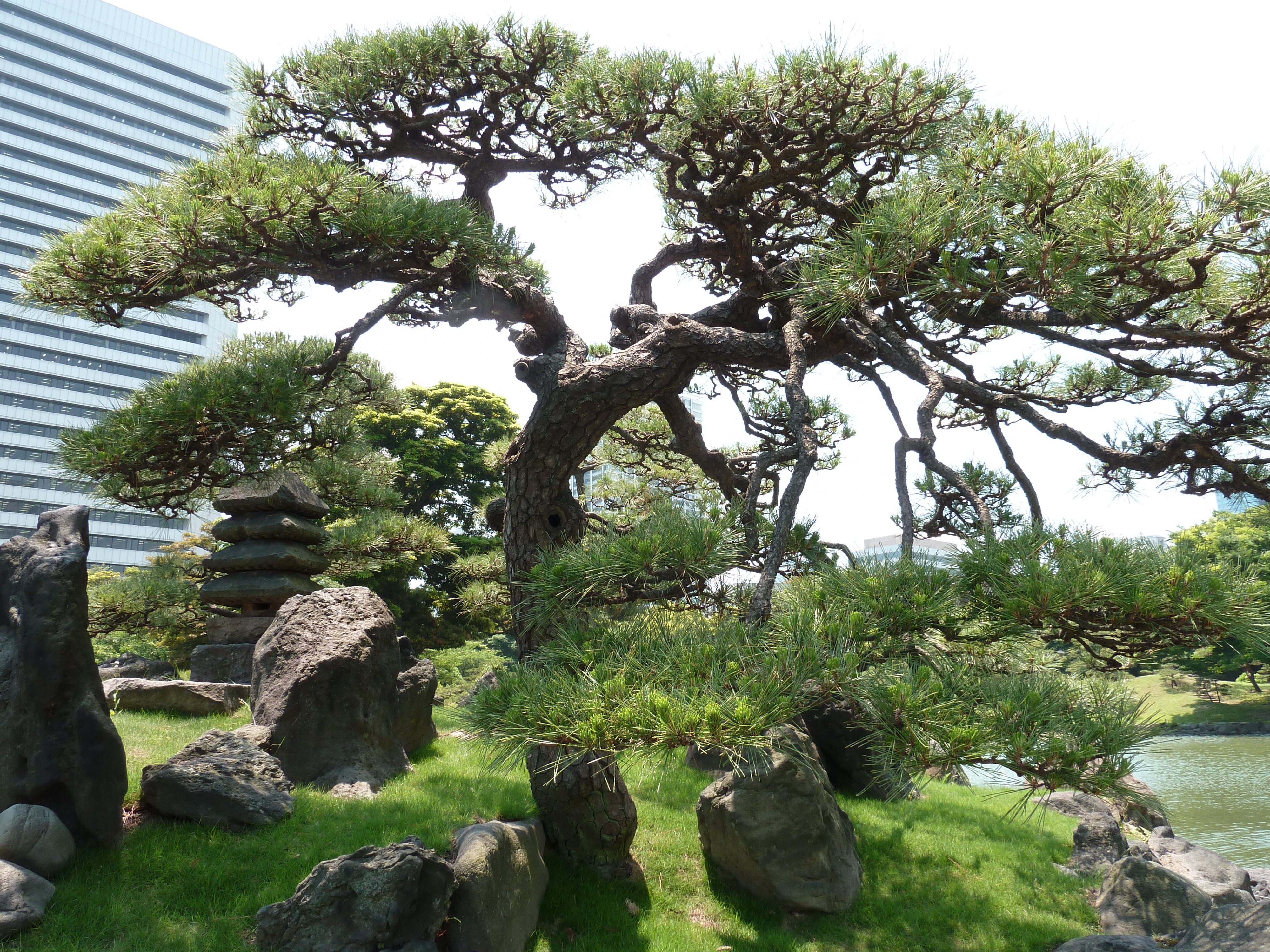 รูปถ่าย ญี่ปุ่น(Japan) โตเกียว(Tokyo) สวนคิวชิบะริคิว(Kyu Shiba rikyu Gardens) 2010-06 7