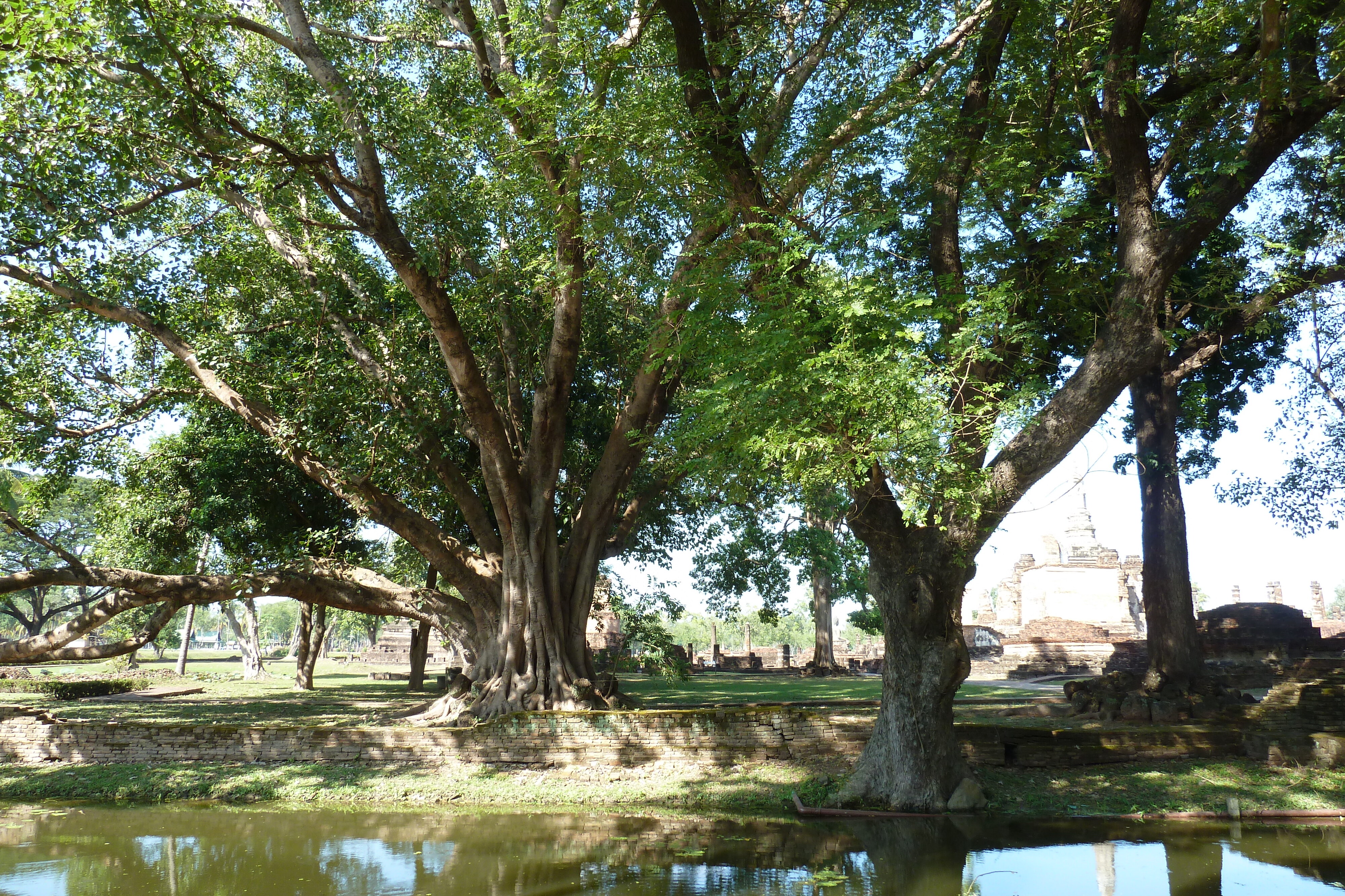รูปถ่าย ไทย(Thailand) สุโขทัย(Sukhothai) 2010-12 84