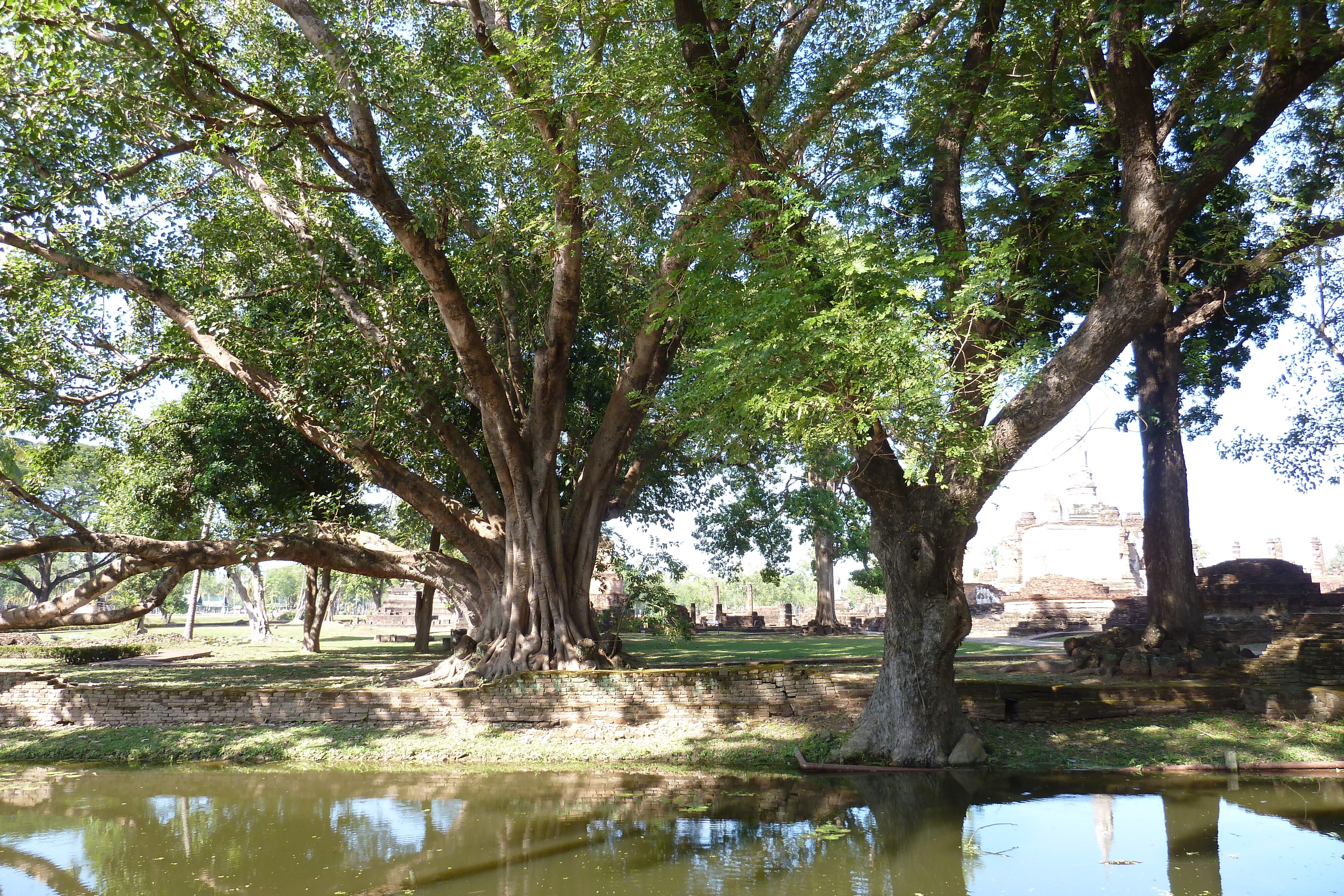 รูปถ่าย ไทย(Thailand) สุโขทัย(Sukhothai) 2010-12 94