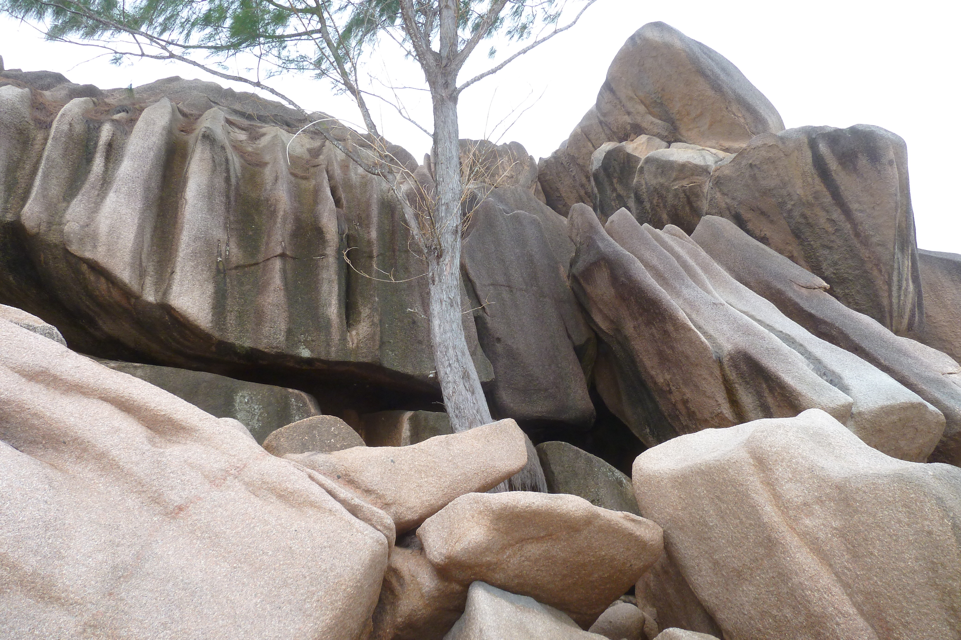 รูปถ่าย เซเชลส์(Seychelles) เกาะลาดีก(La Digue) 2011-10 105
