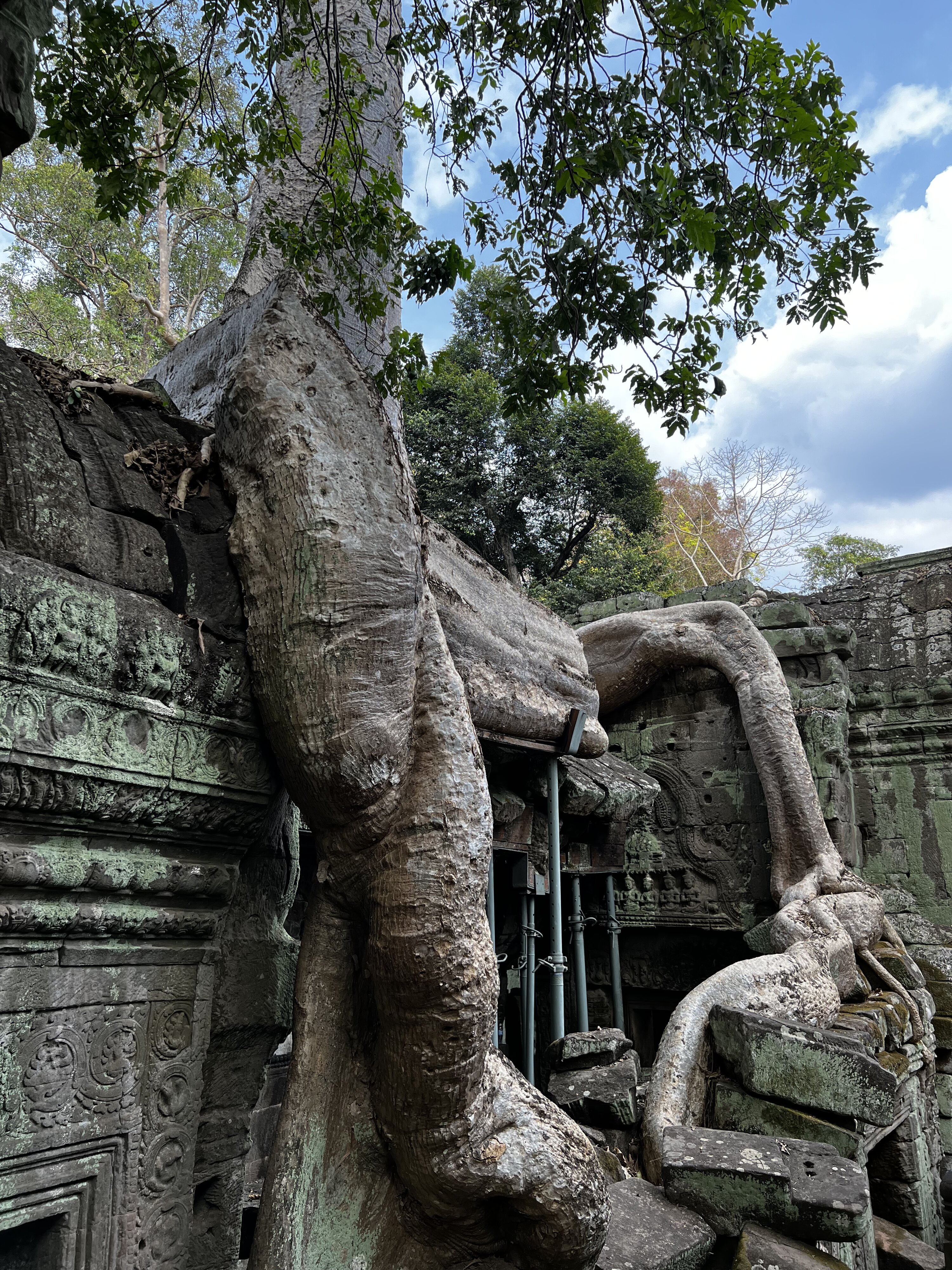 รูปถ่าย กัมพูชา(Cambodia) เสียมราฐ(Siem Reap) ปราสาทตาพรหม(Ta Prohm) 2023-01 64