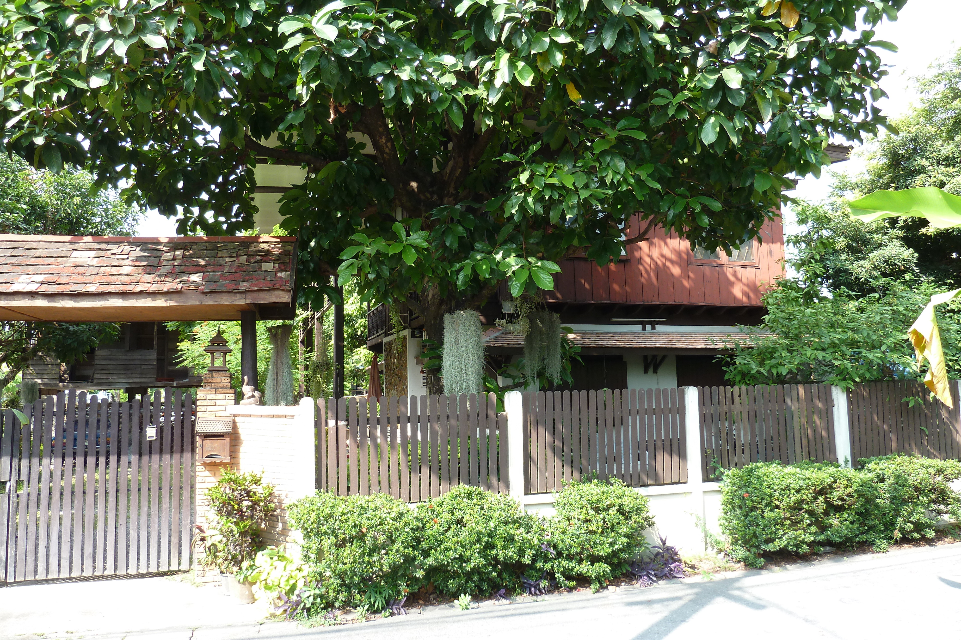 รูปถ่าย ไทย(Thailand) เชียงใหม่(Chiang Mai) 2010-12 40