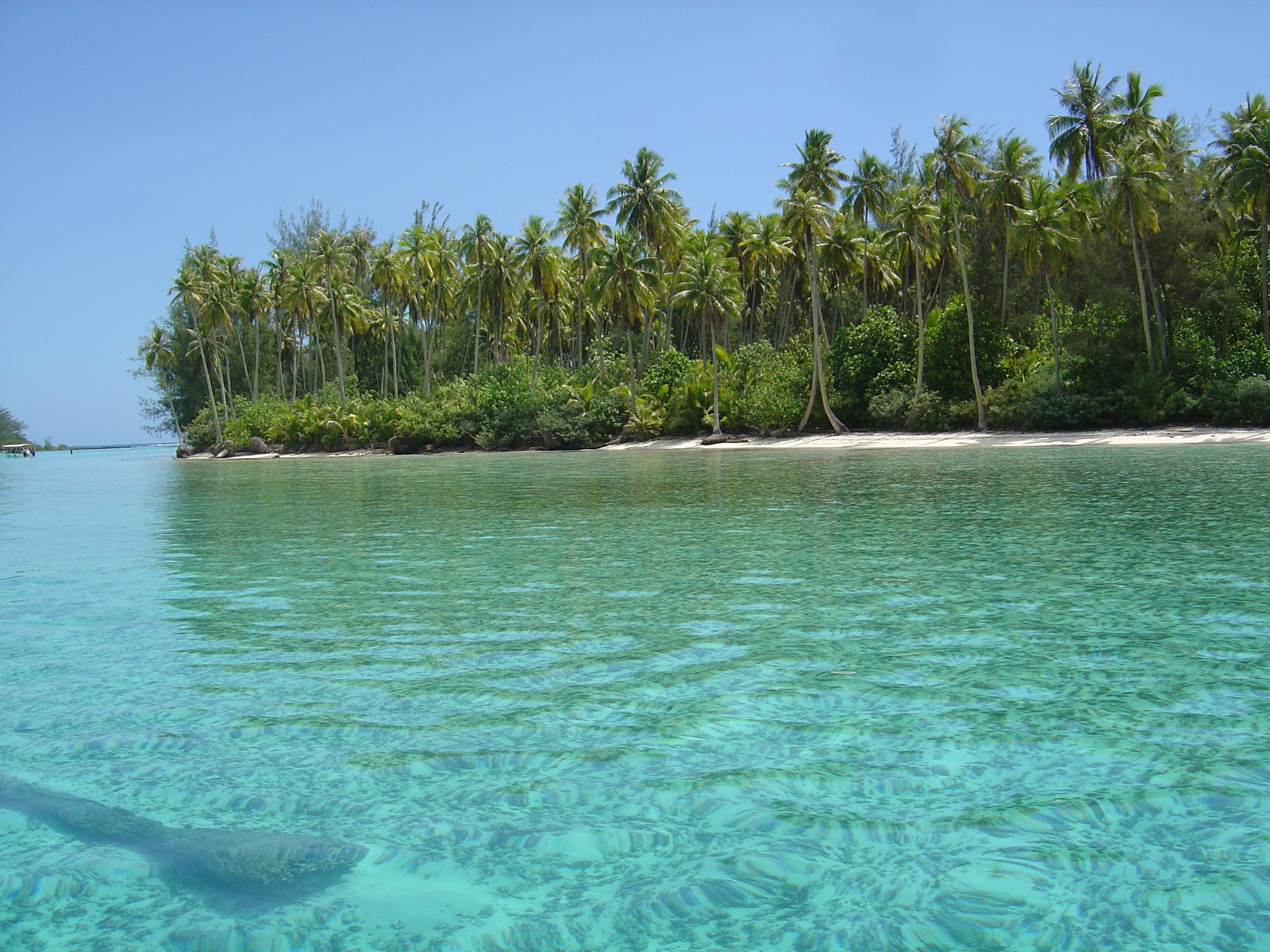 รูปถ่าย เฟรนช์โพลี่นีเซีย(Polynesia) มูเรีย(Moorea) 2006-04 201