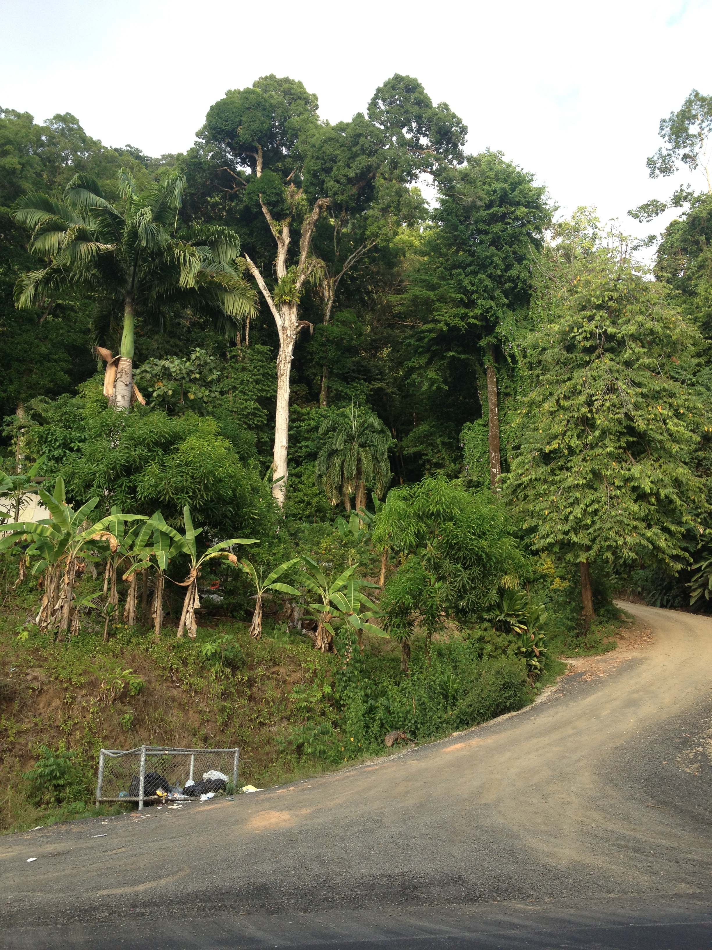 รูปถ่าย คอสตาริกา(Costa Rica) โดมินิกัล(Dominical) 2015-03 14