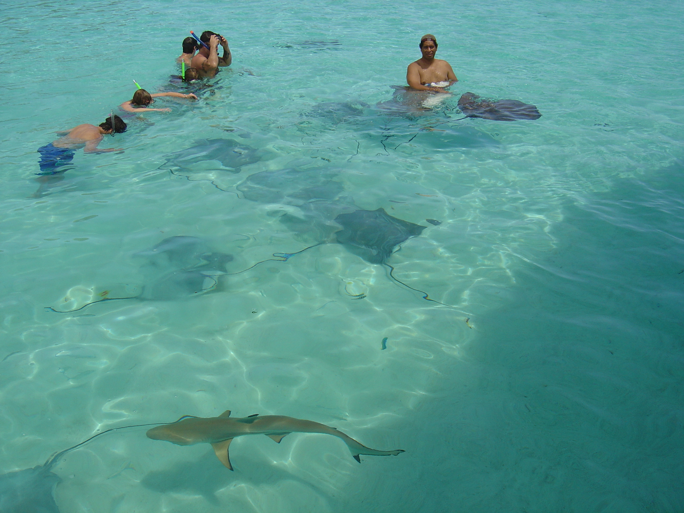 รูปถ่าย เฟรนช์โพลี่นีเซีย(Polynesia) มูเรีย(Moorea) 2006-04 228