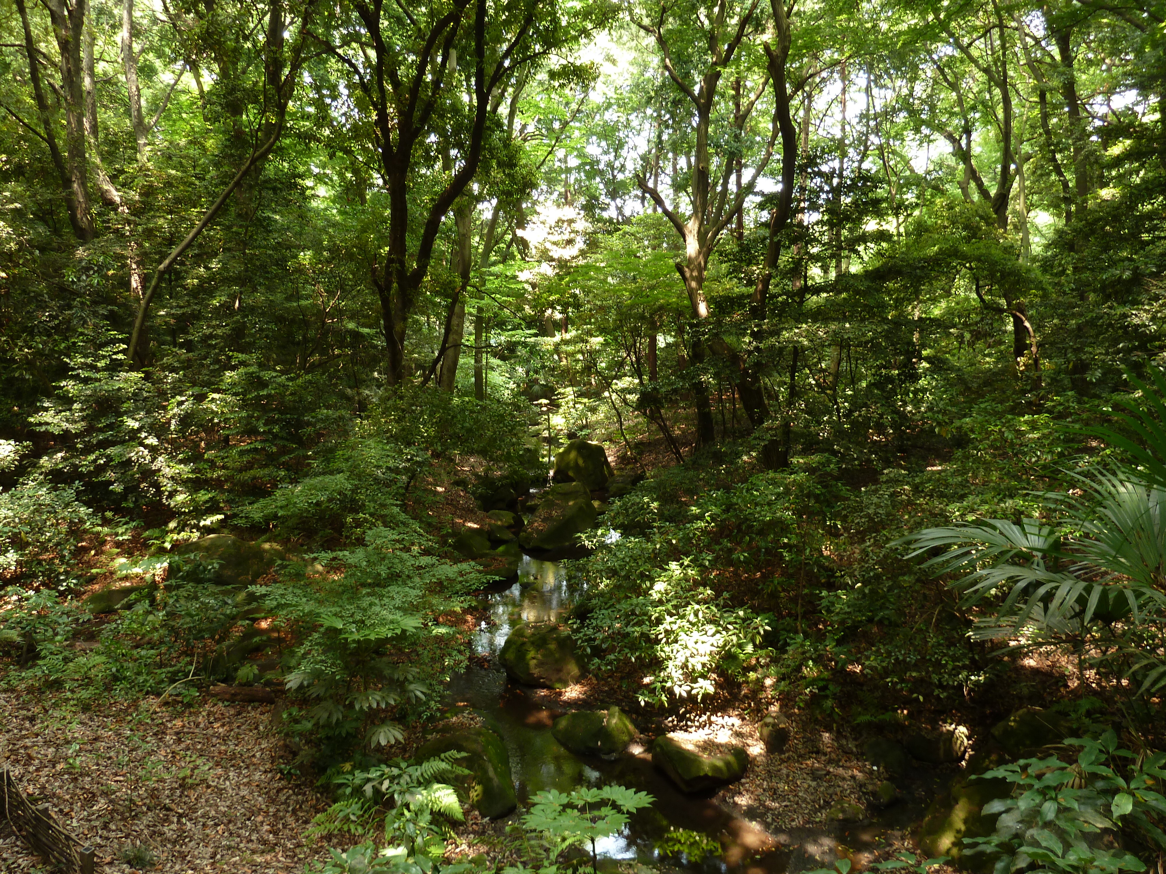 รูปถ่าย ญี่ปุ่น(Japan) โตเกียว(Tokyo) สวนโยโยงิ(Yoyogi Park) 2010-06 11