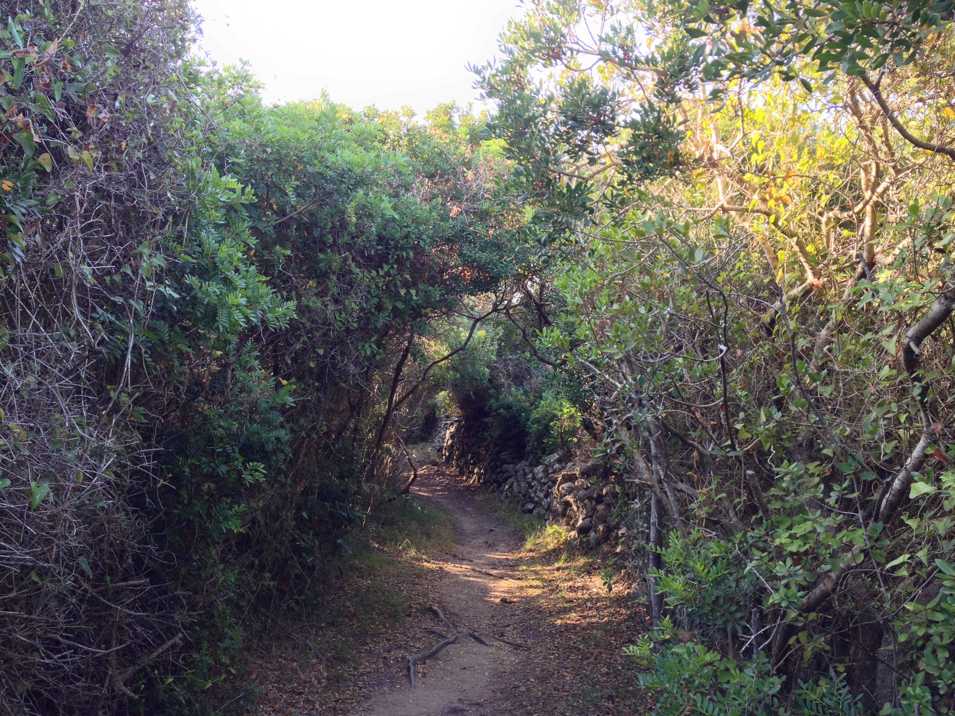 รูปถ่าย อิตาลี(Italy) ซาร์ดิเนีย(Sardinia) ปอร์โตเบลโลดีกัลลูรา(Portobello di Gallura) 2015-06 17
