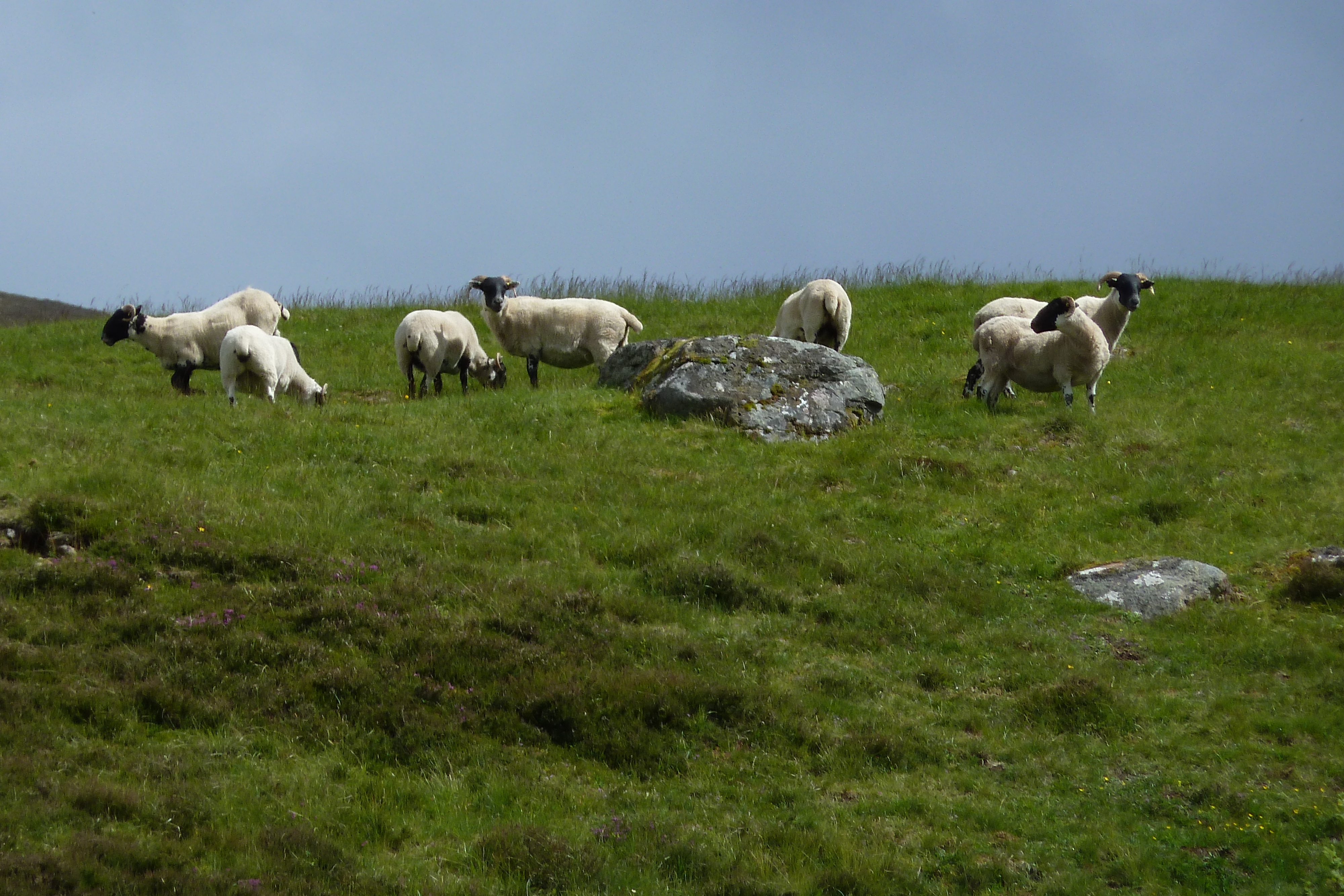 รูปถ่าย อังกฤษ(United Kingdom) อุทยานแห่งชาติแคร์นกอร์มส์(Cairngorms National Park) 2011-07 110