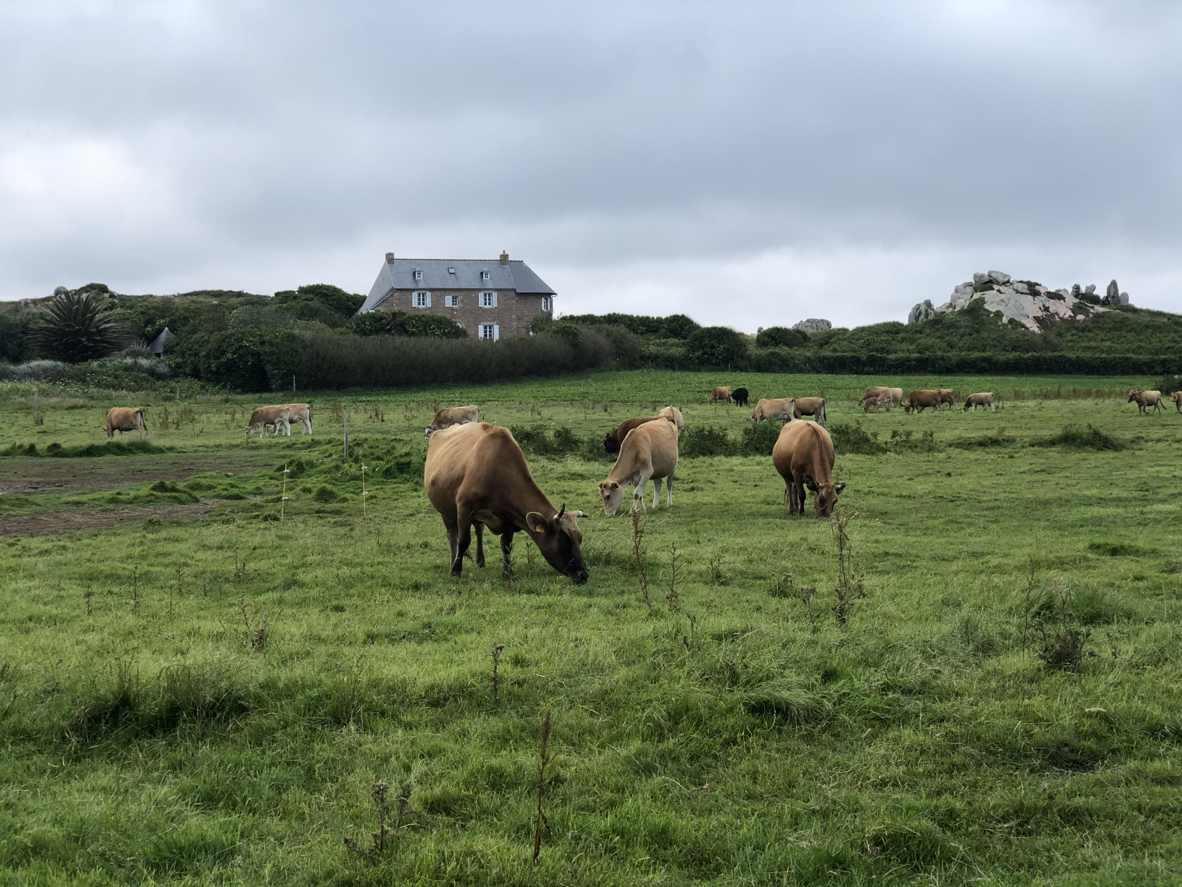 รูปถ่าย ฝรั่งเศส(France) เกาะเบรอา(Brehat Island) 2020-06 17