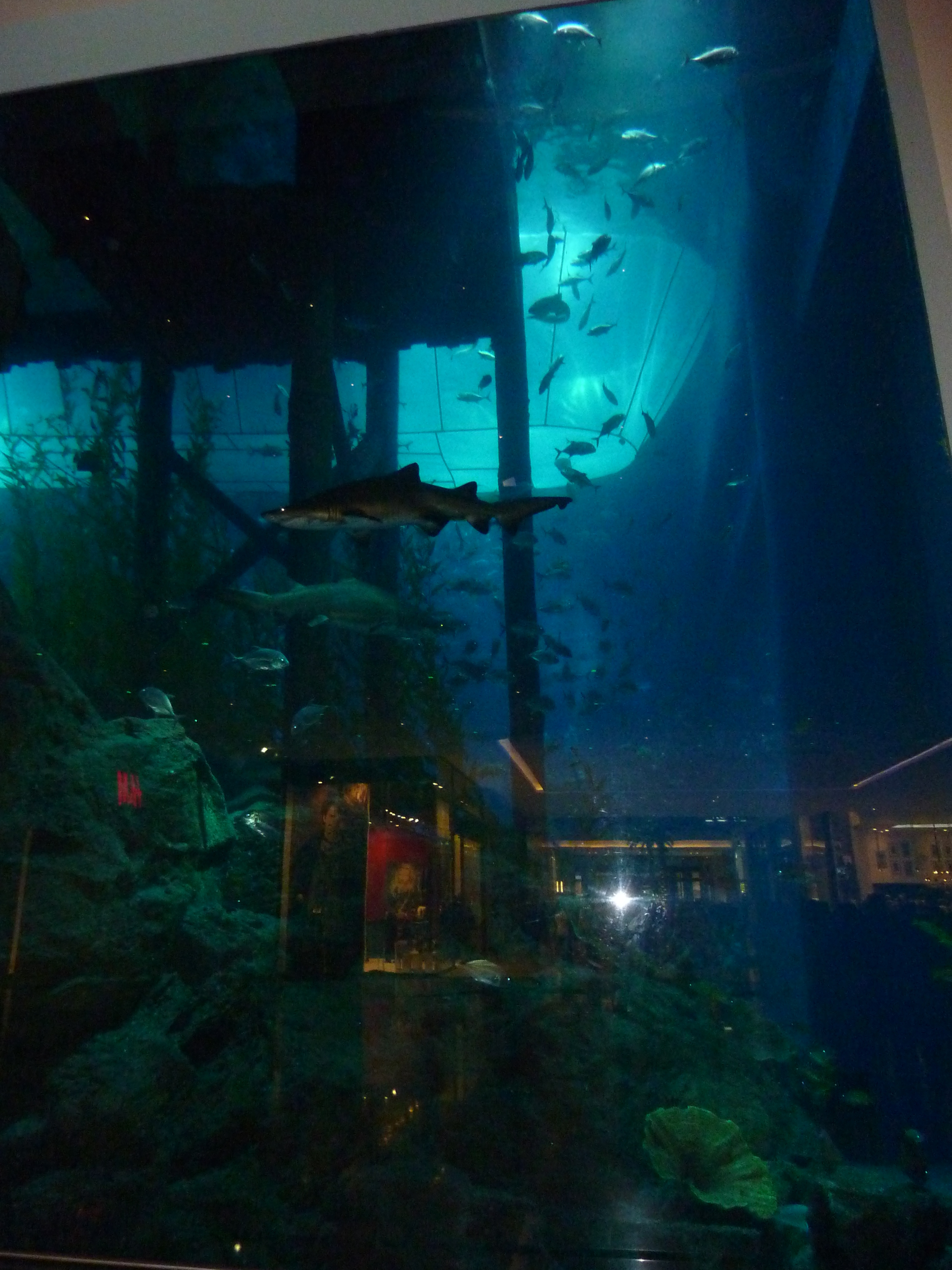 รูปถ่าย สหรัฐอาหรับเอมิเรตส์(United Arab Emirates) ดูไบ(Dubai) ดูไบมอลล์(The Dubai Mall) 2009-12 23