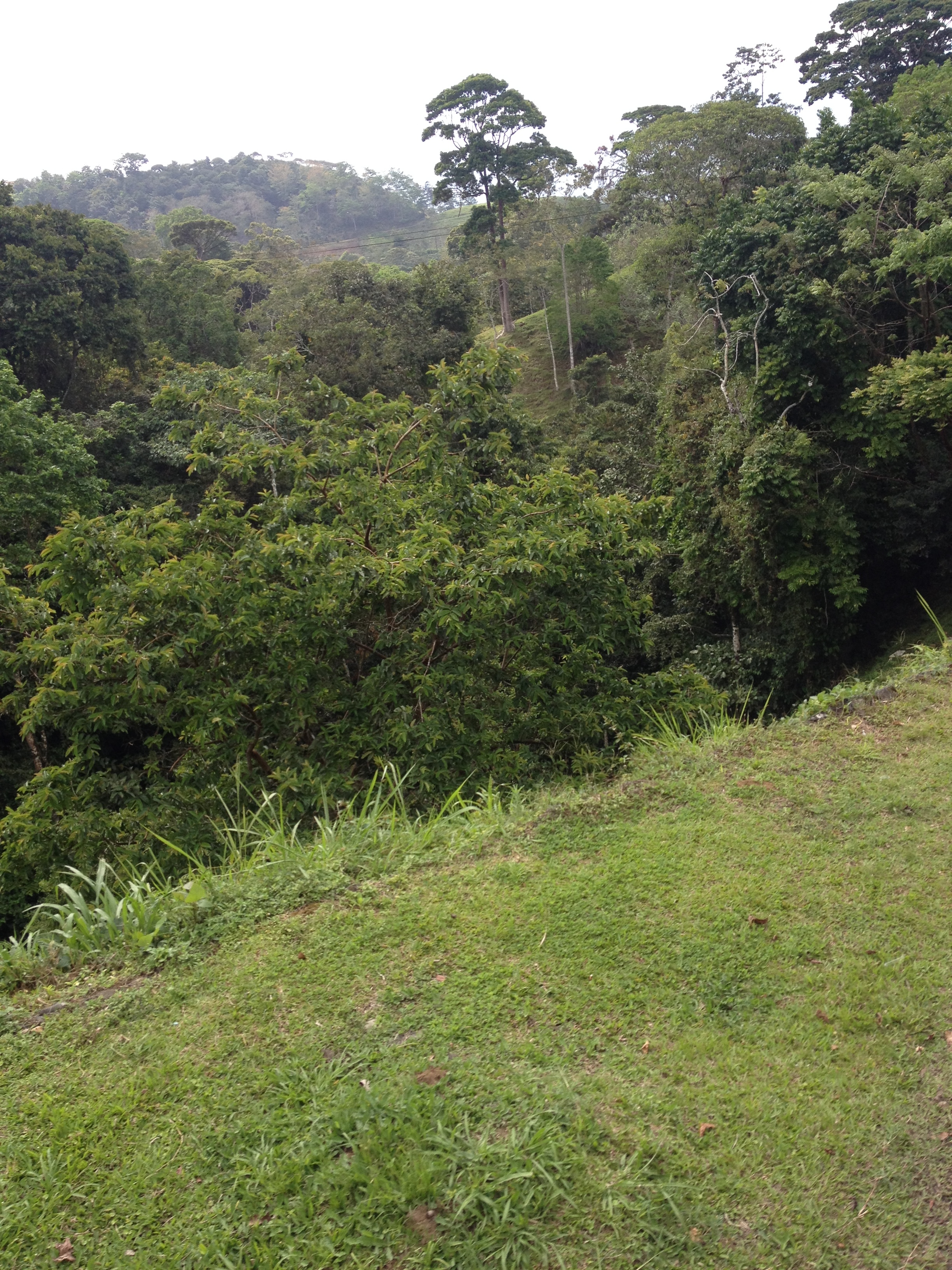 รูปถ่าย คอสตาริกา(Costa Rica) ตูร์รีอัลบา(Turrialba) 2015-03 10