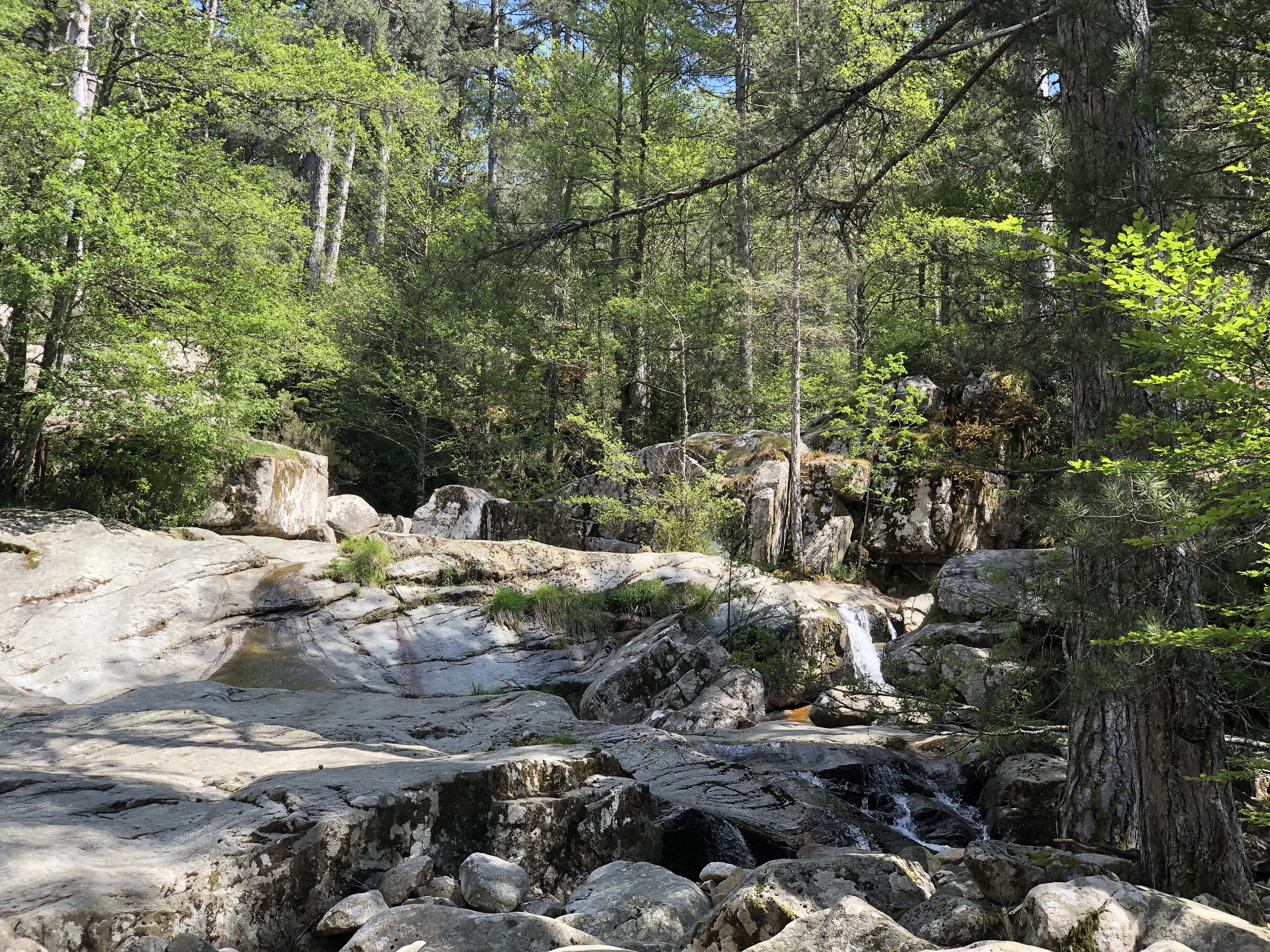 รูปถ่าย ฝรั่งเศส(France) คอร์สิคา(Corsica) ป่าไอโตเน(Aitone Forest) 2021-06 43
