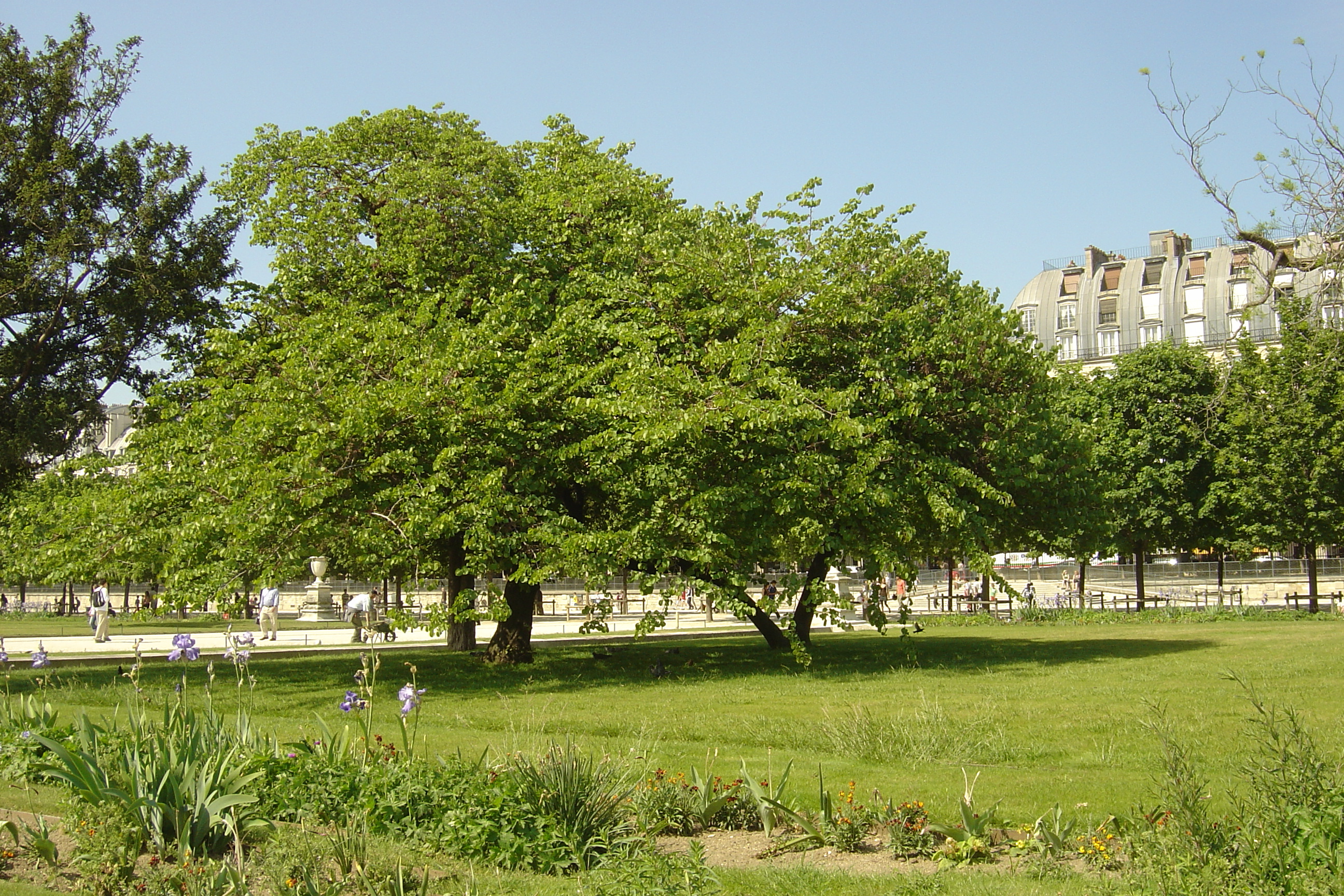 รูปถ่าย ฝรั่งเศส(France) ปารีส(Paris) สวนตุยเลอรี(Garden of Tuileries) 2007-05 158