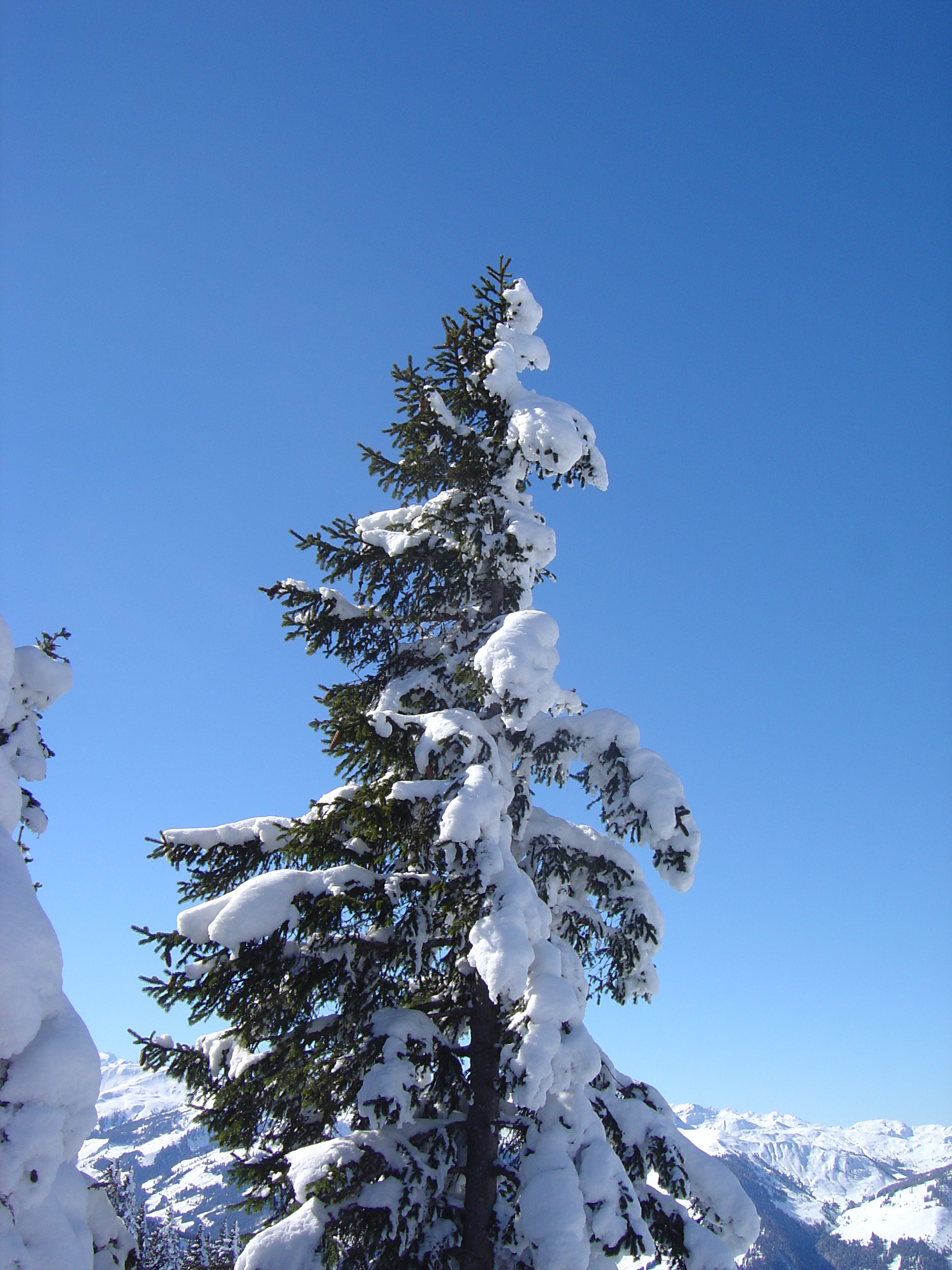 รูปถ่าย ออสเตรีย(Austria) คิทซ์บูเฮล(Kitzbuhel) สกี(Ski) 2005-03 110
