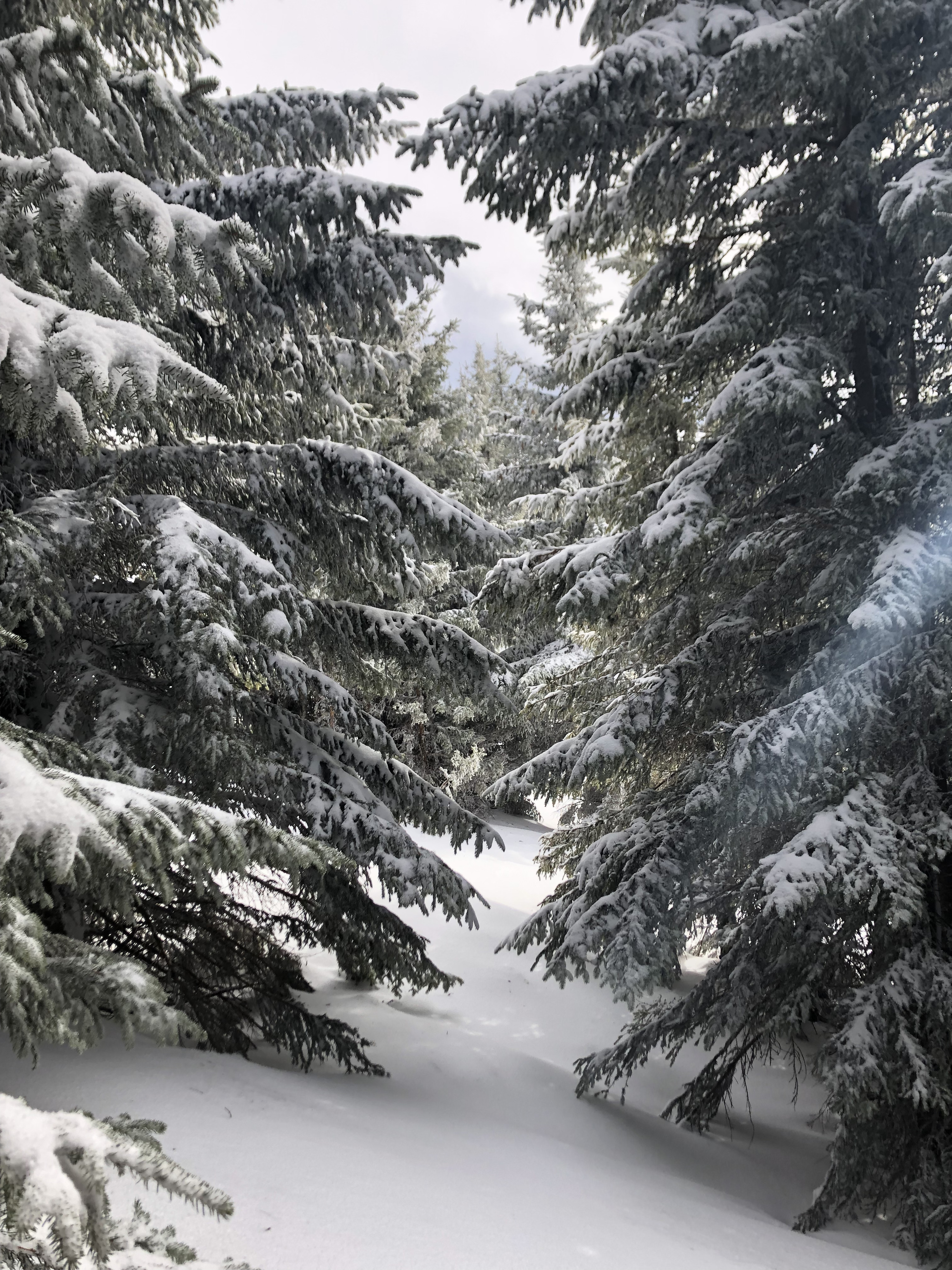 รูปถ่าย ฝรั่งเศส(France) เมแฌฟว์(Megeve) 2019-03 0