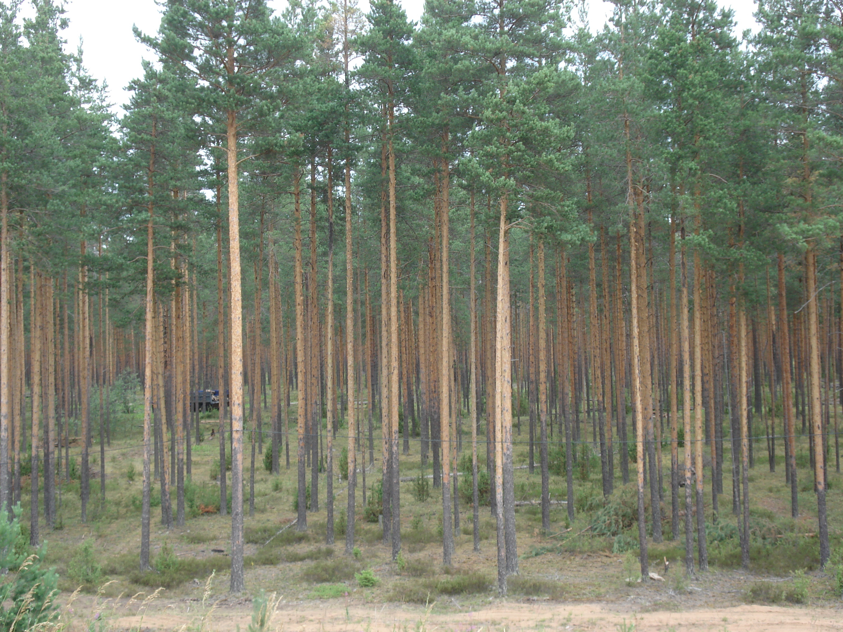 รูปถ่าย รัสเซีย(Russia) จากยาโรสลาฟล์ไปเซนต์ปีเตอร์สเบิร์ก(From Yaroslavl to St Petersburg) 2006-07 49