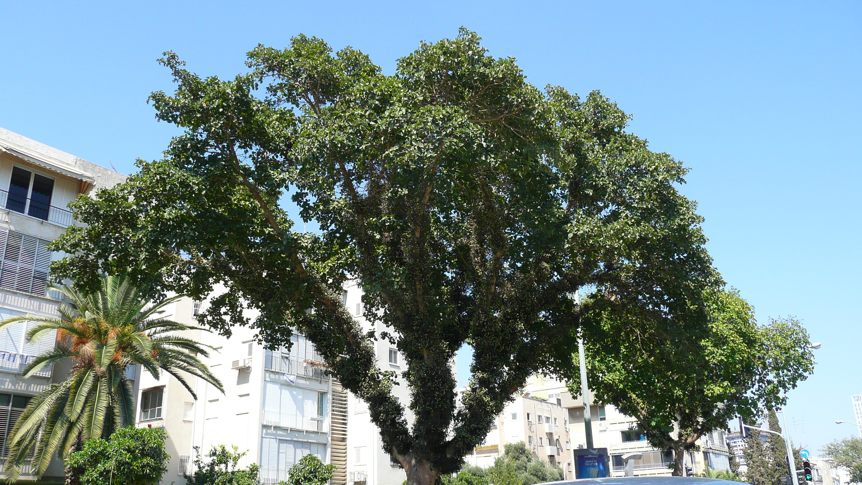 รูปถ่าย อิสราเอล(Israel) เทลอาวีฟ(Tel Aviv) ถนนจาบอตินสกี(Jabotinsky Street) 2007-06 3