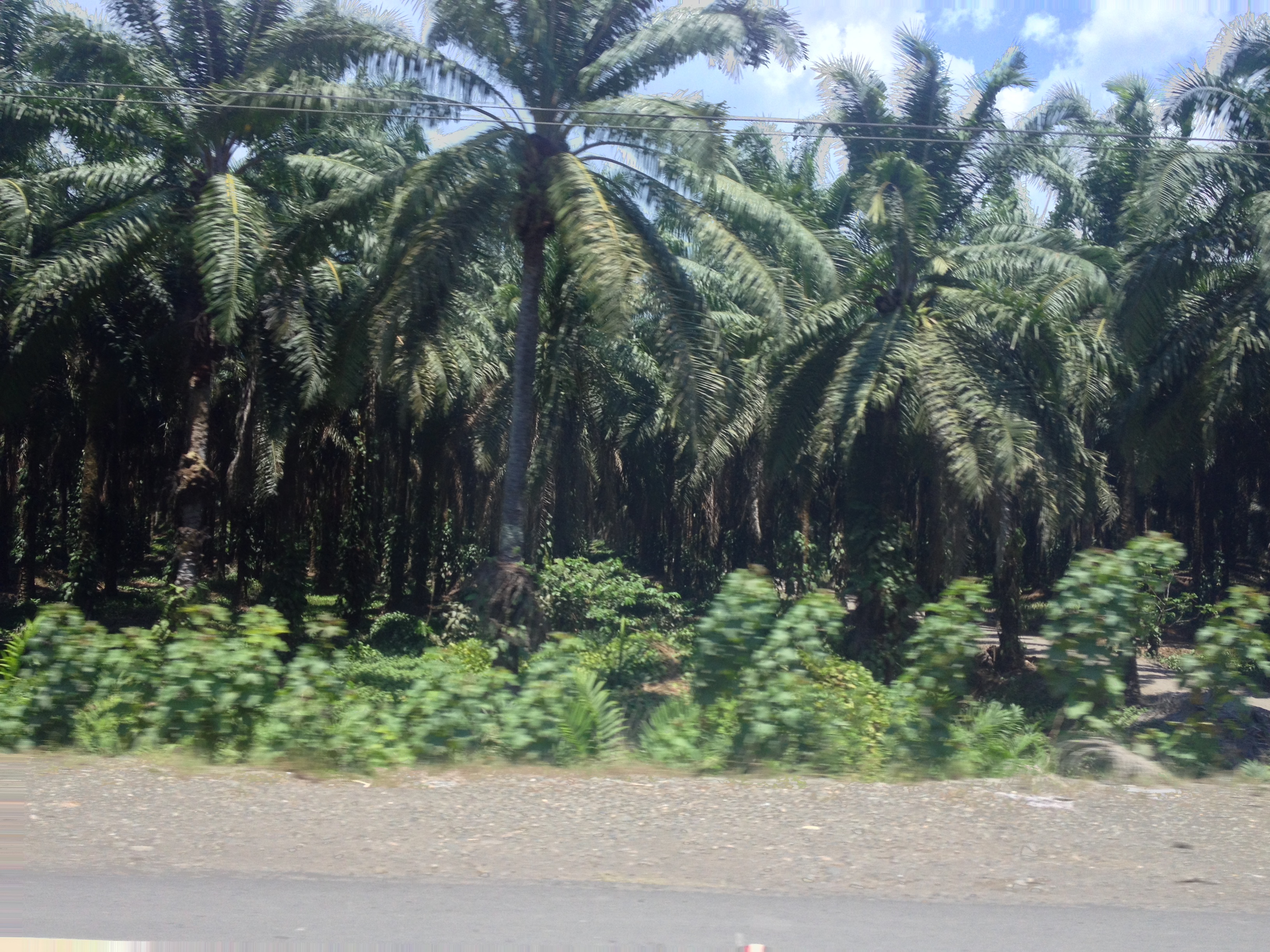 รูปถ่าย คอสตาริกา(Costa Rica) ฆาโก(Jaco) 2015-03 58