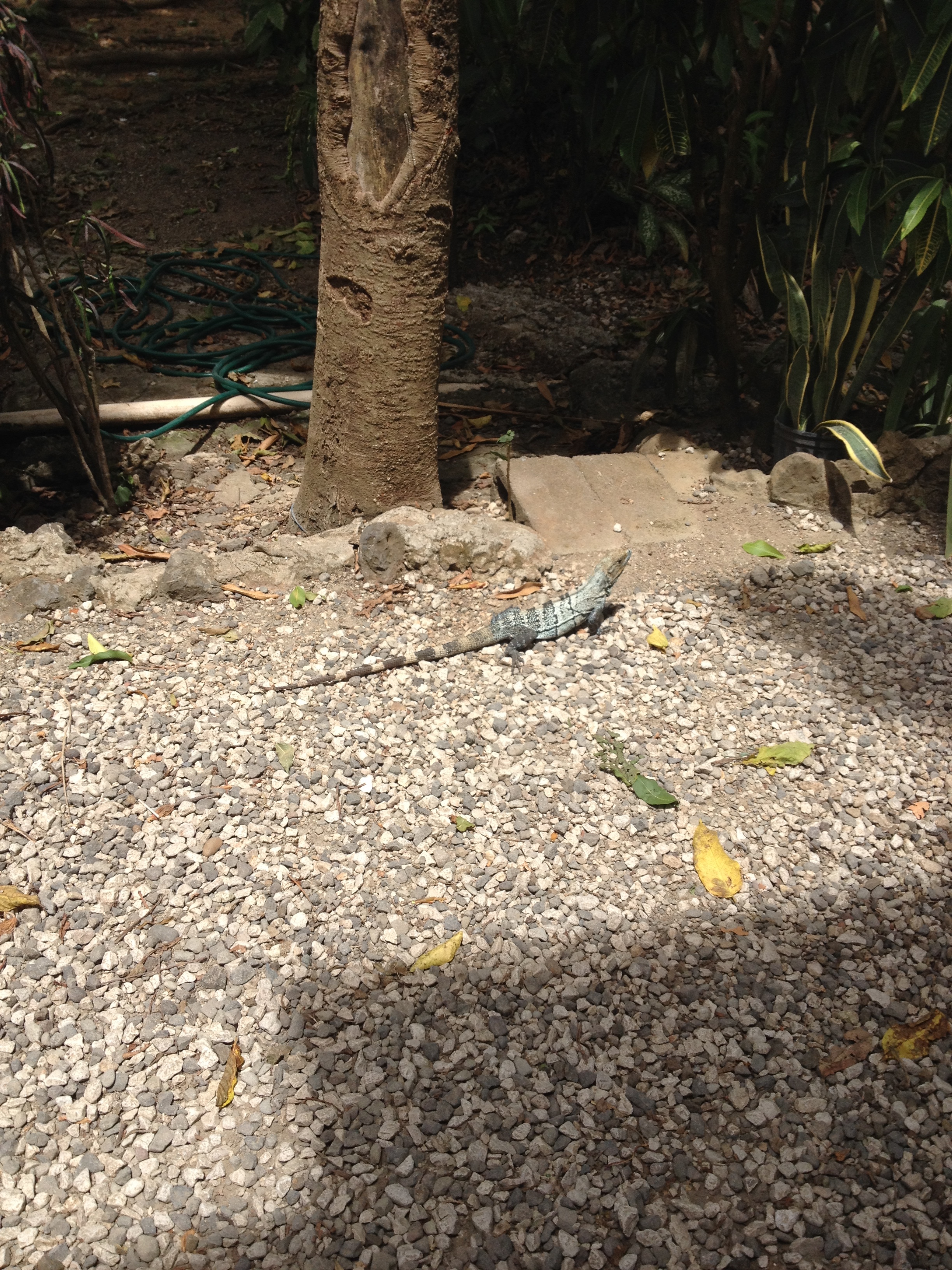 รูปถ่าย คอสตาริกา(Costa Rica) มอนเตซูมา(Montezuma) 2015-03 506