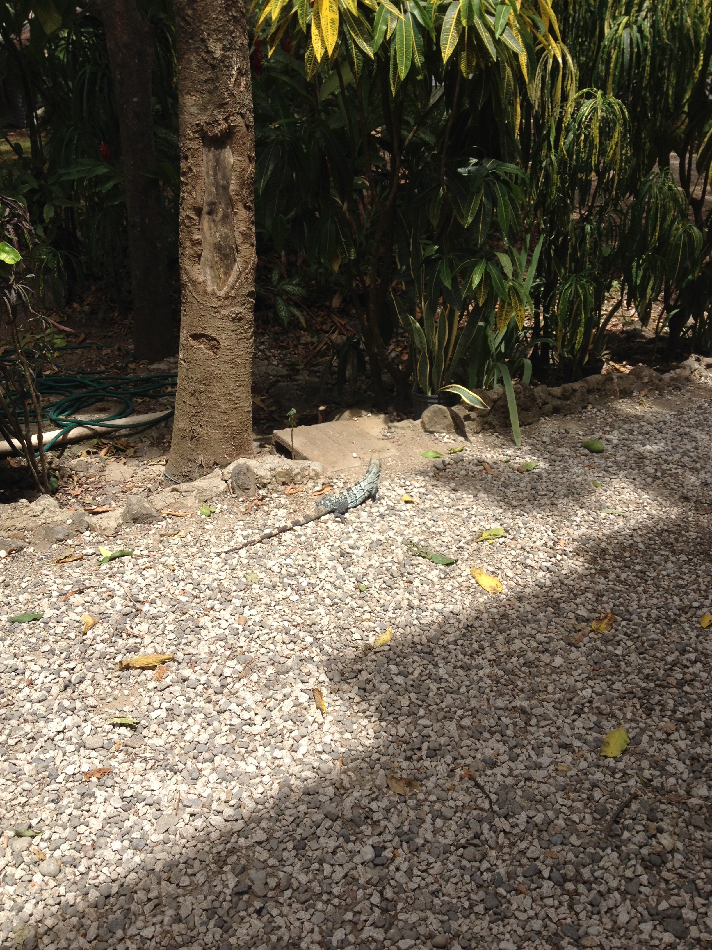 รูปถ่าย คอสตาริกา(Costa Rica) มอนเตซูมา(Montezuma) 2015-03 490