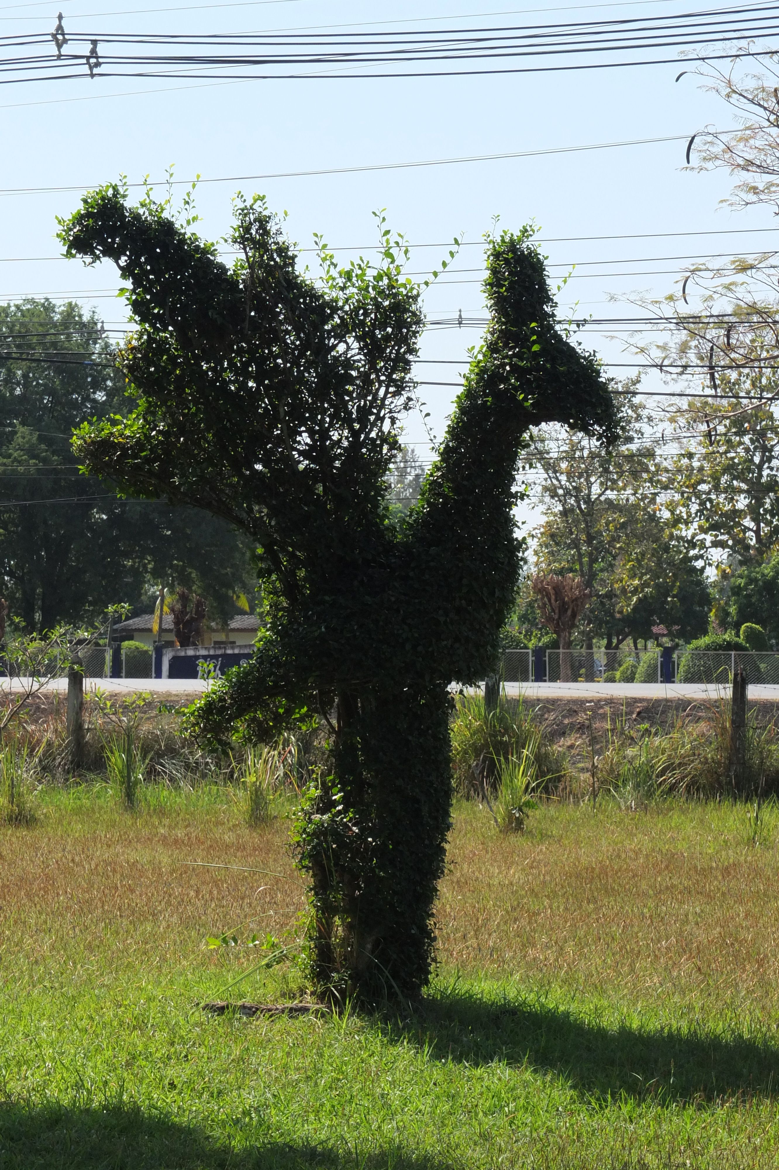 รูปถ่าย ไทย(Thailand) แม่น้ำโขง(Mekong river) 2012-12 68