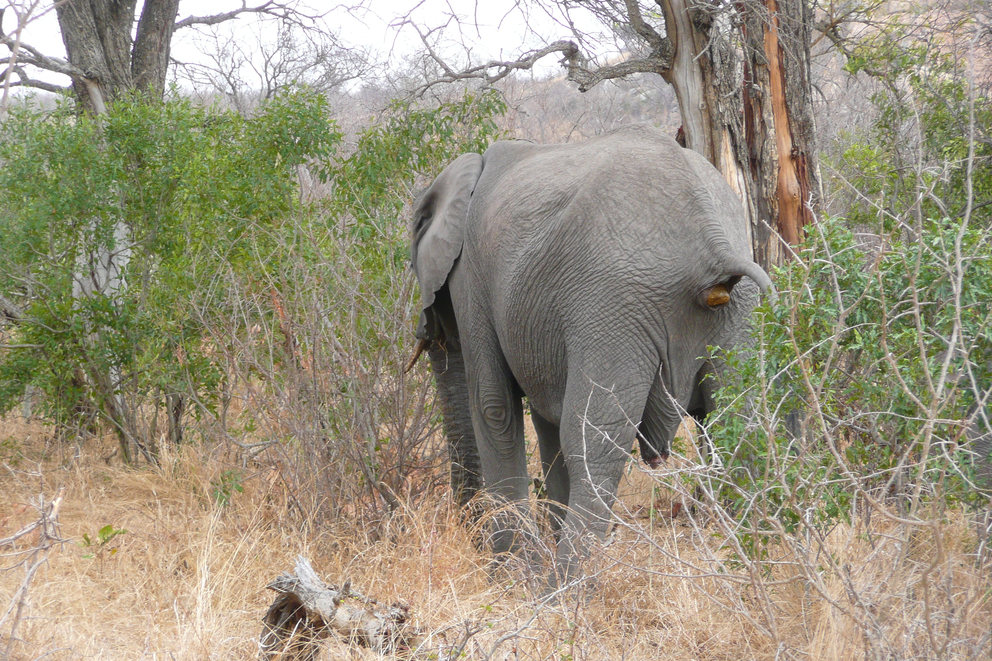 รูปถ่าย แอฟริกาใต้(South Africa) อุทยานแห่งชาติครูเกอร์(Kruger National Park) 2008-09 36