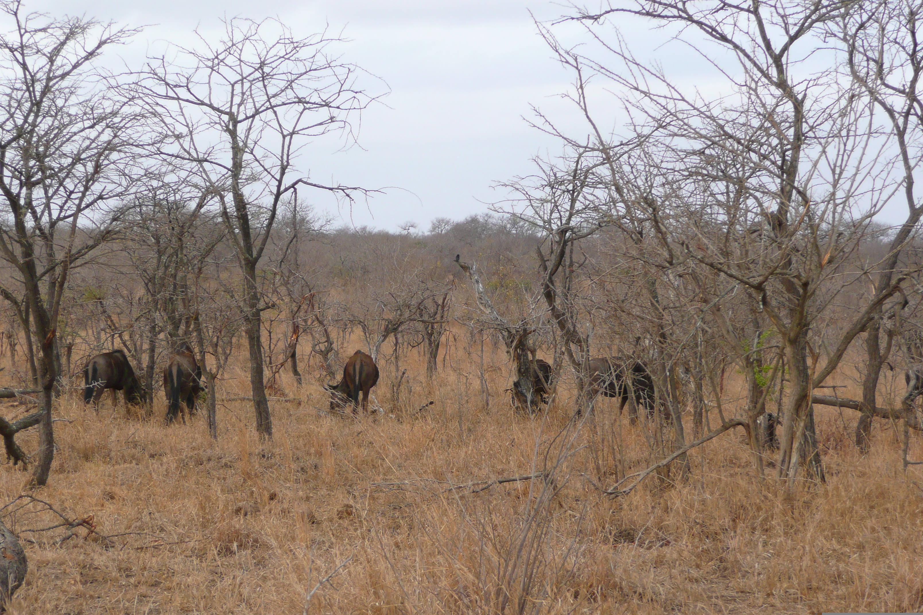 รูปถ่าย แอฟริกาใต้(South Africa) อุทยานแห่งชาติครูเกอร์(Kruger National Park) 2008-09 95
