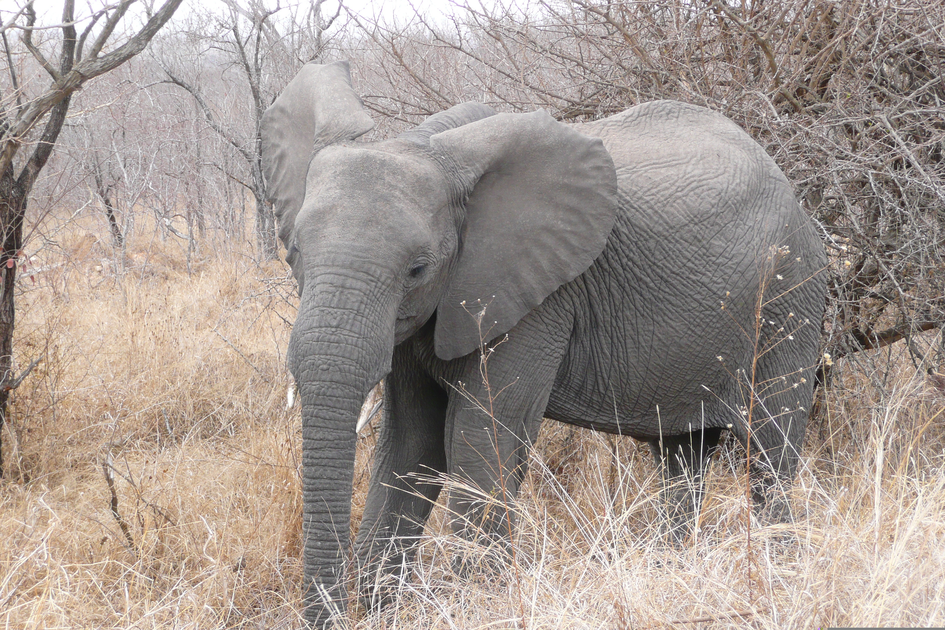 รูปถ่าย แอฟริกาใต้(South Africa) อุทยานแห่งชาติครูเกอร์(Kruger National Park) 2008-09 46