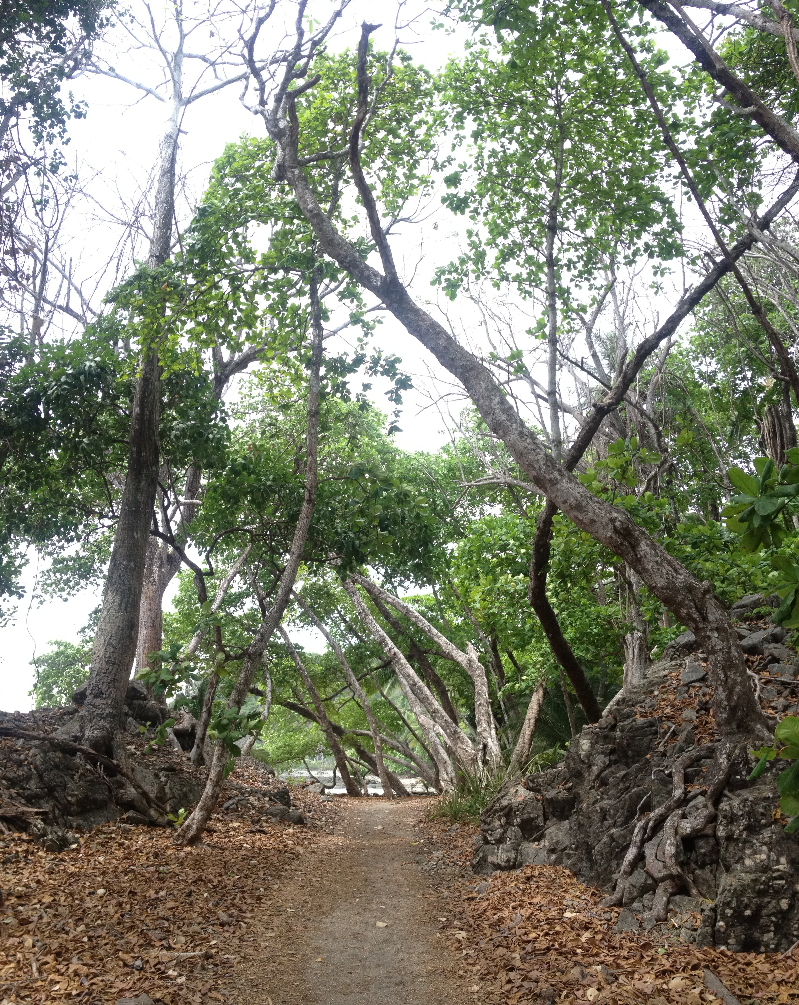 รูปถ่าย คอสตาริกา(Costa Rica) มอนเตซูมา(Montezuma) 2015-03 442