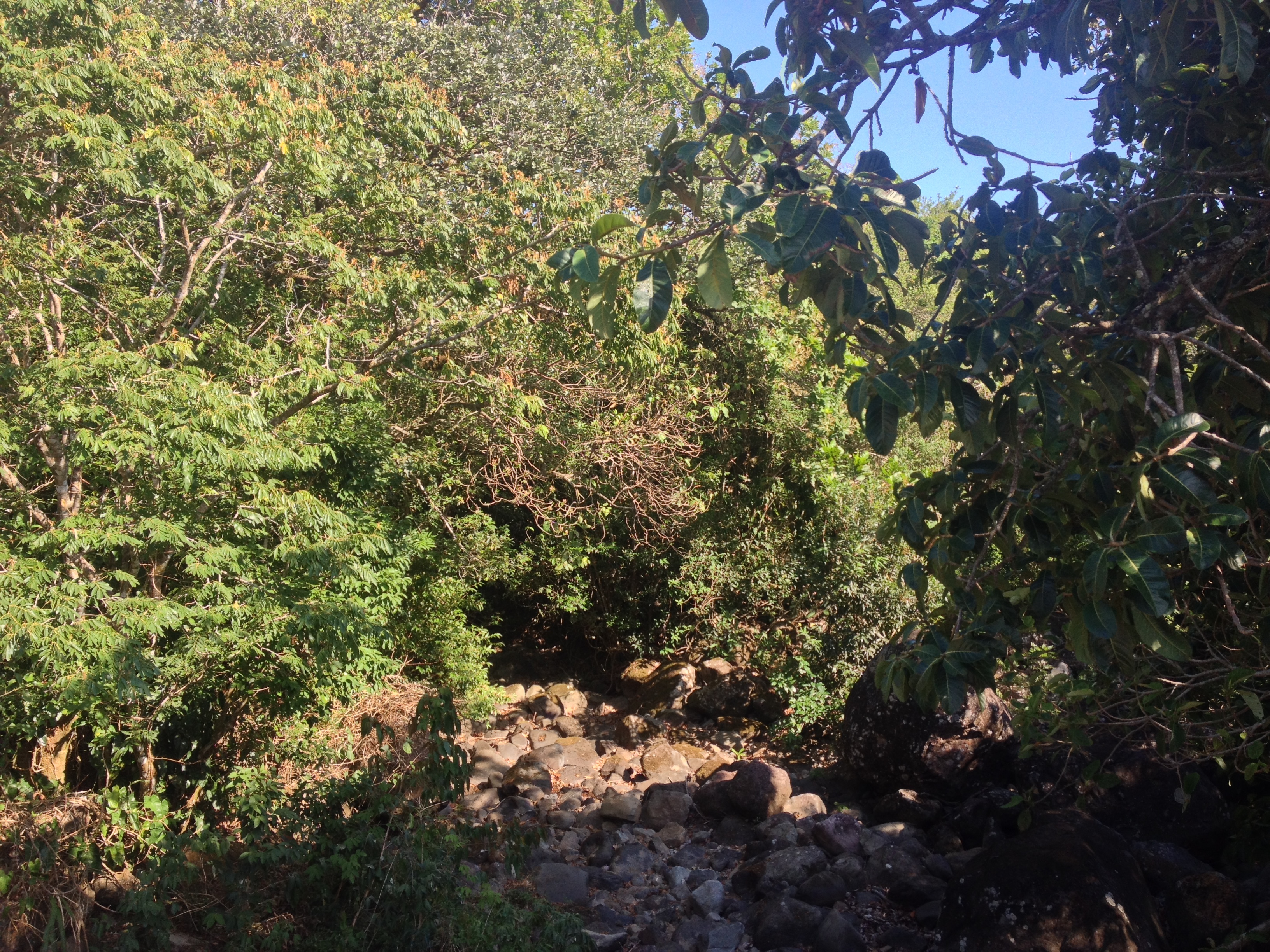 รูปถ่าย ปานามา(Panama) โบเกเต(Boquete) 2015-03 13