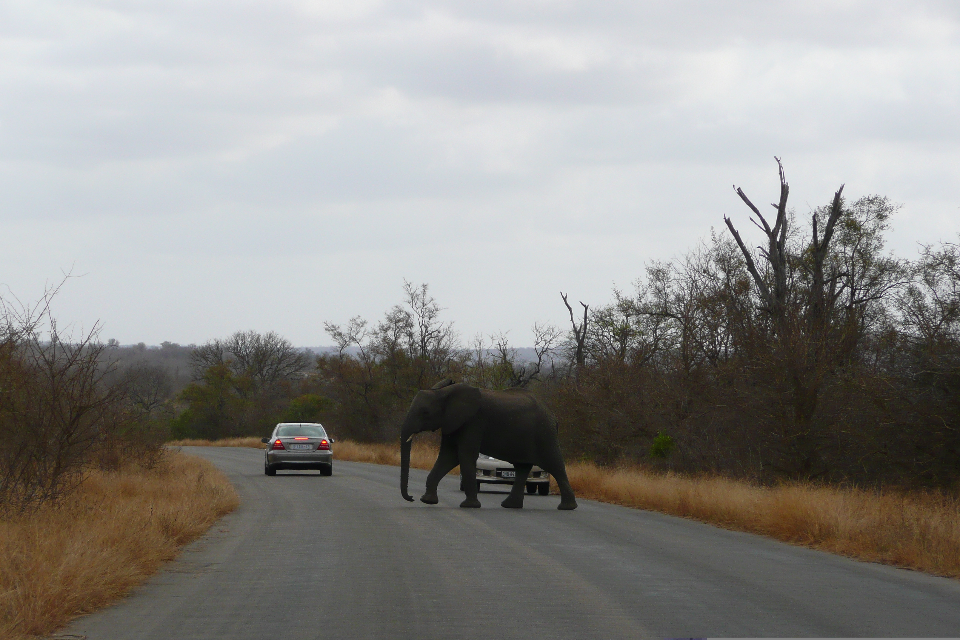 รูปถ่าย แอฟริกาใต้(South Africa) อุทยานแห่งชาติครูเกอร์(Kruger National Park) 2008-09 125