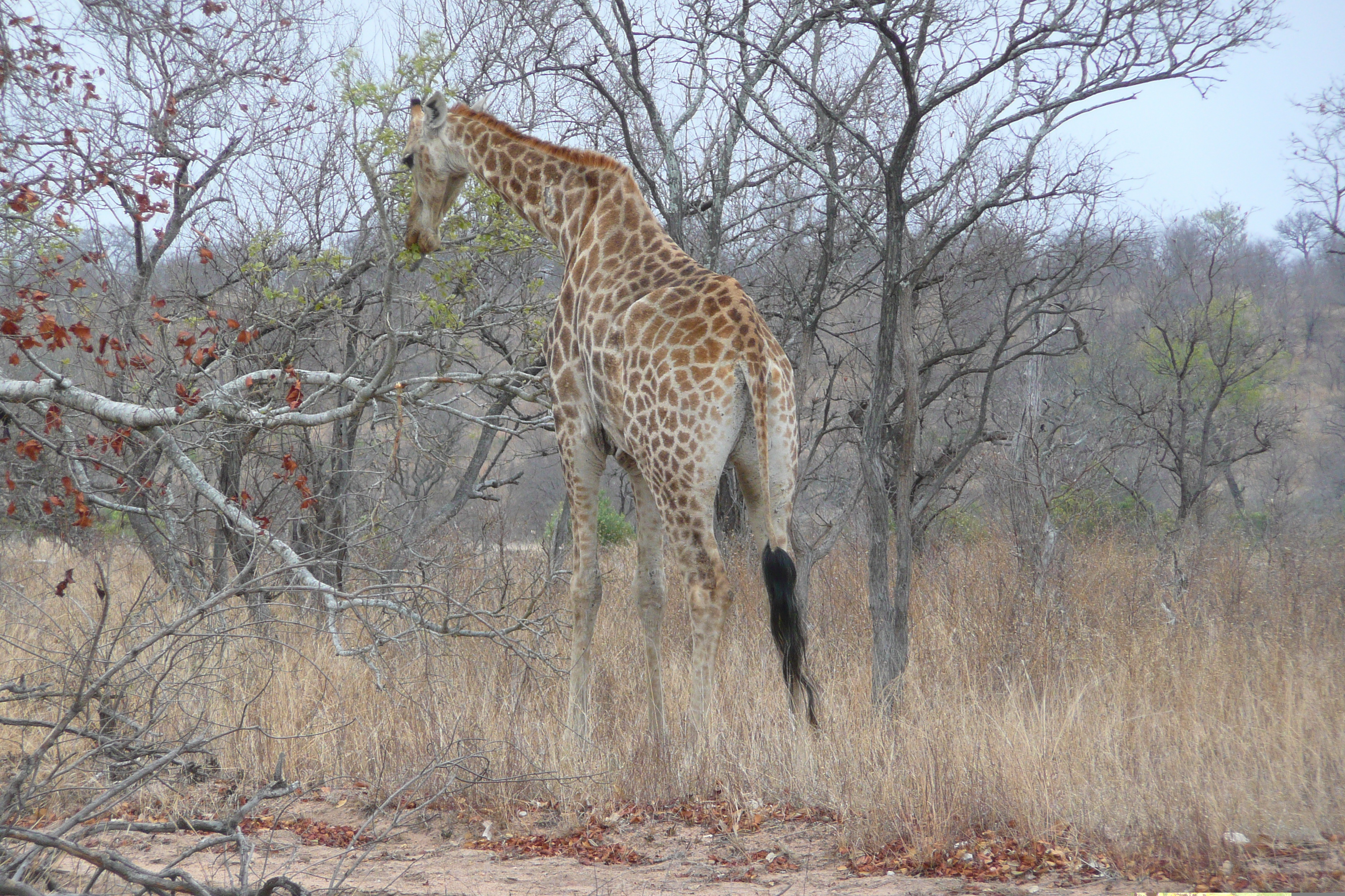 รูปถ่าย แอฟริกาใต้(South Africa) อุทยานแห่งชาติครูเกอร์(Kruger National Park) 2008-09 33