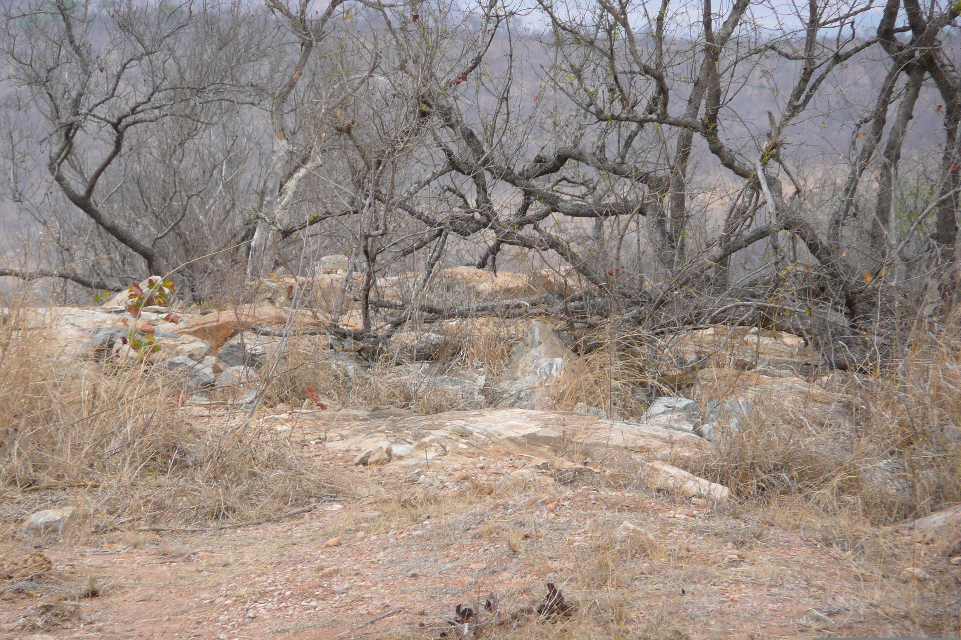 รูปถ่าย แอฟริกาใต้(South Africa) อุทยานแห่งชาติครูเกอร์(Kruger National Park) 2008-09 28