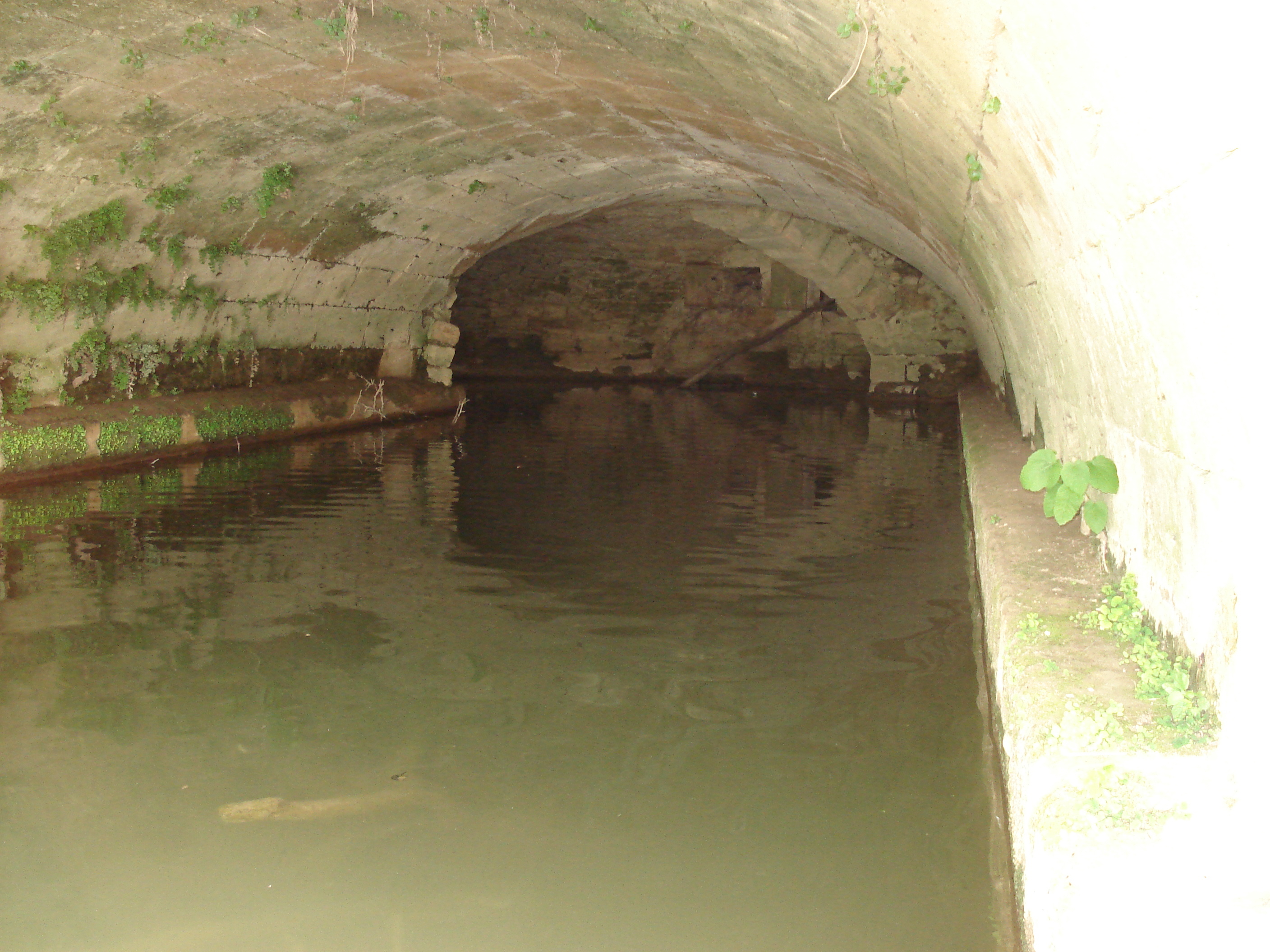 รูปถ่าย ฝรั่งเศส(France) โซเมียร์(Sommieres) 2006-06 77