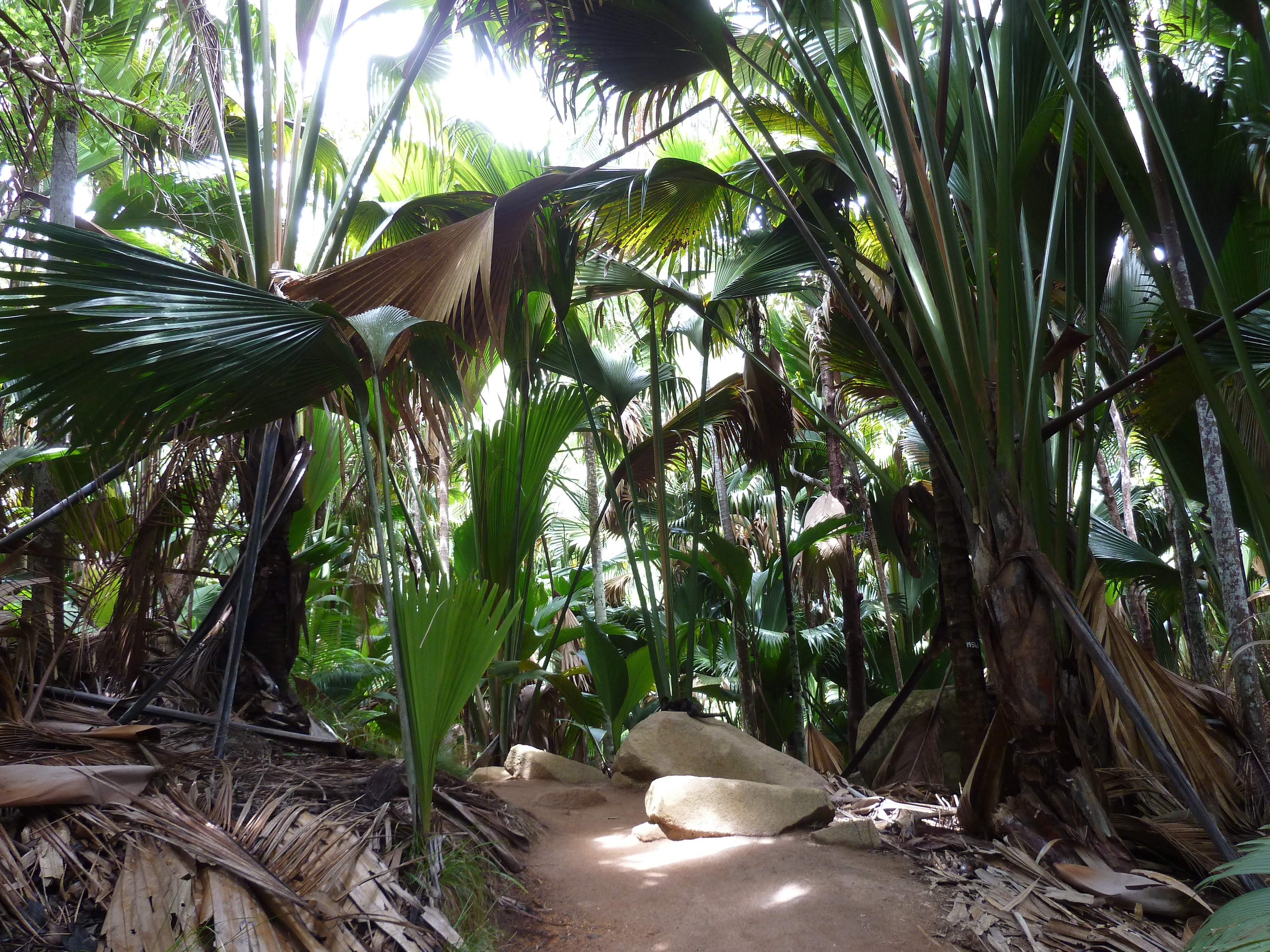 รูปถ่าย เซเชลส์(Seychelles) หุบเขาเดอไม(Vallee de Mai) 2011-10 27