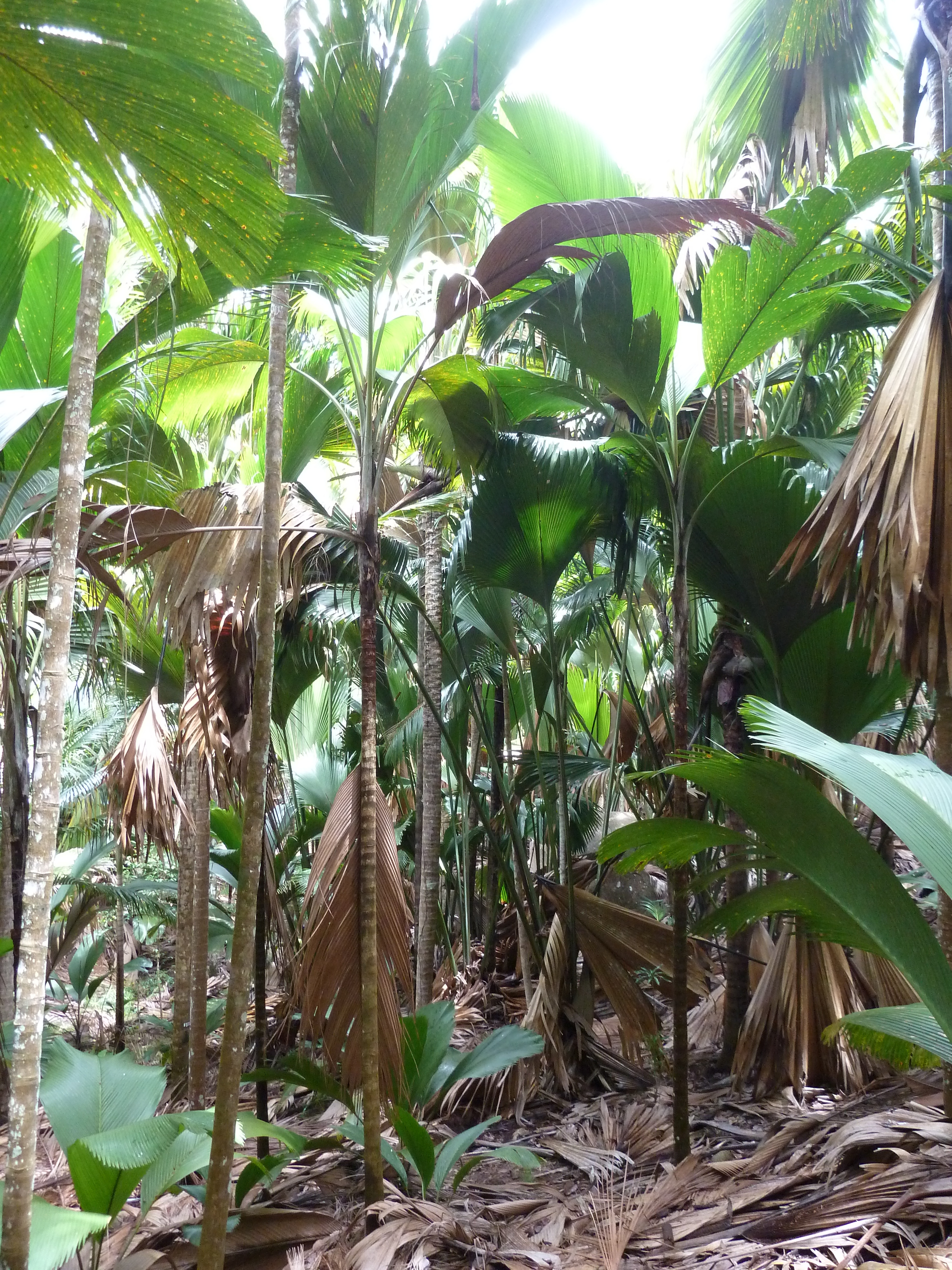 รูปถ่าย เซเชลส์(Seychelles) หุบเขาเดอไม(Vallee de Mai) 2011-10 19
