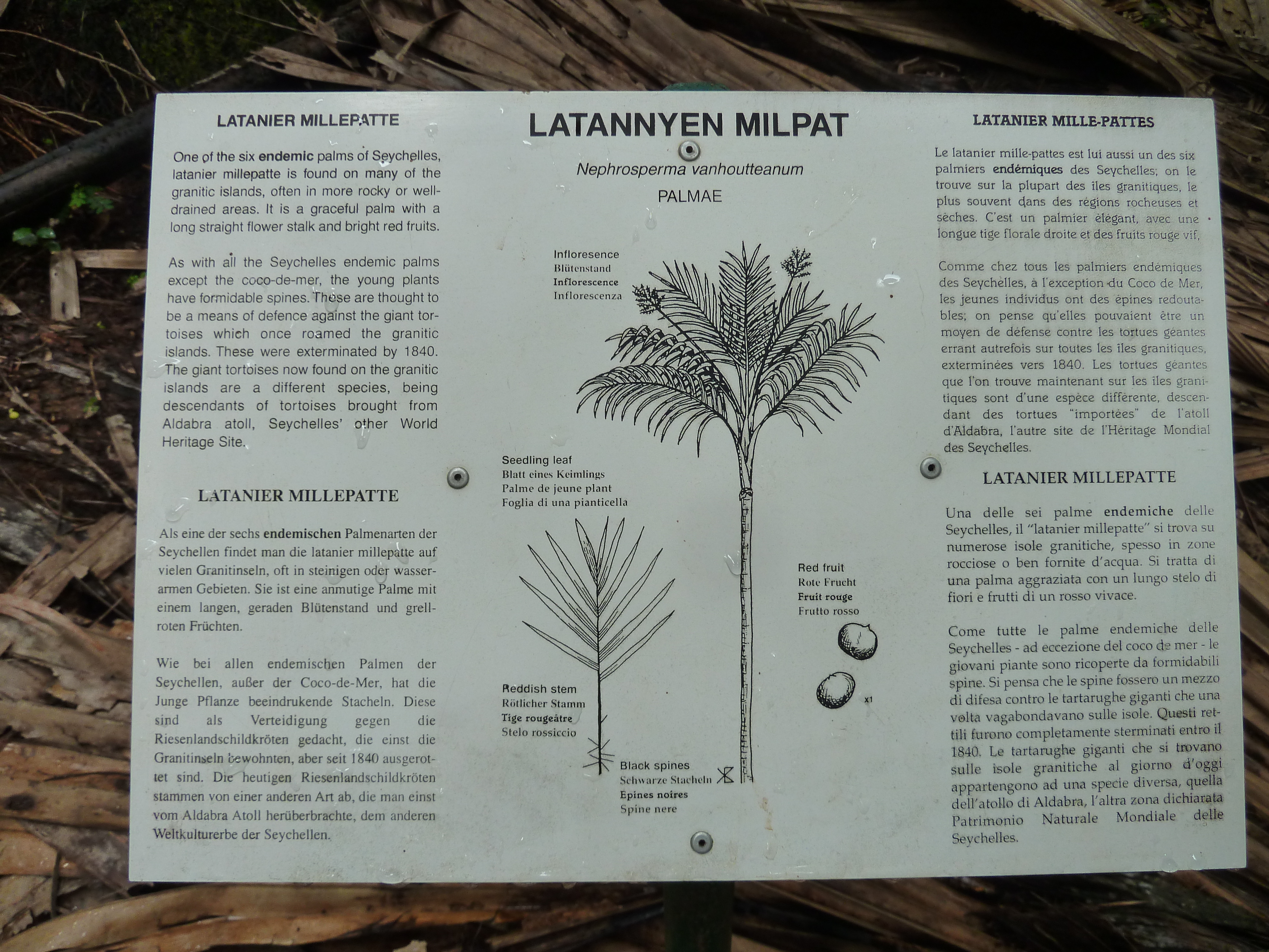 รูปถ่าย เซเชลส์(Seychelles) หุบเขาเดอไม(Vallee de Mai) 2011-10 25