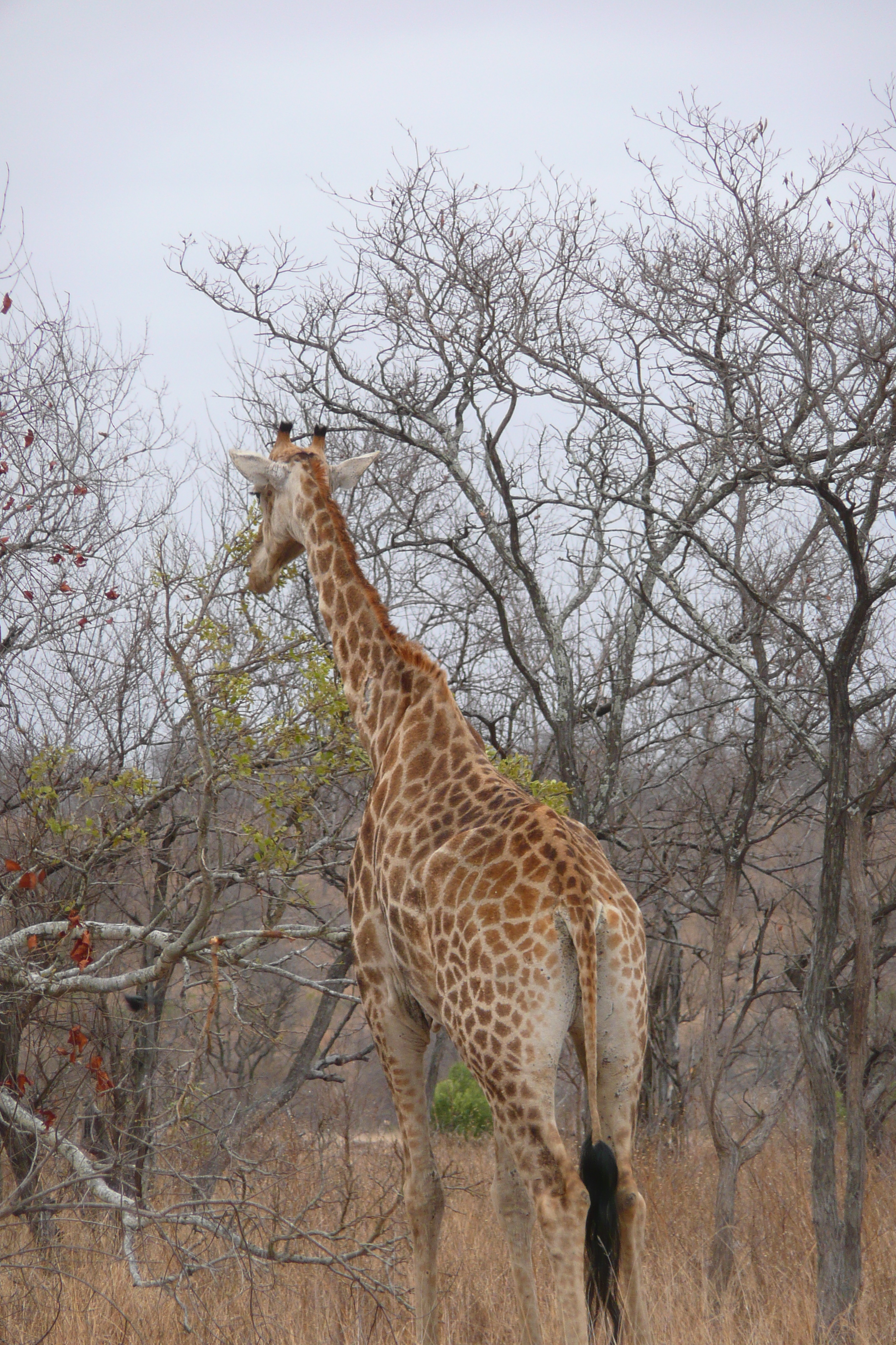 รูปถ่าย แอฟริกาใต้(South Africa) อุทยานแห่งชาติครูเกอร์(Kruger National Park) 2008-09 130