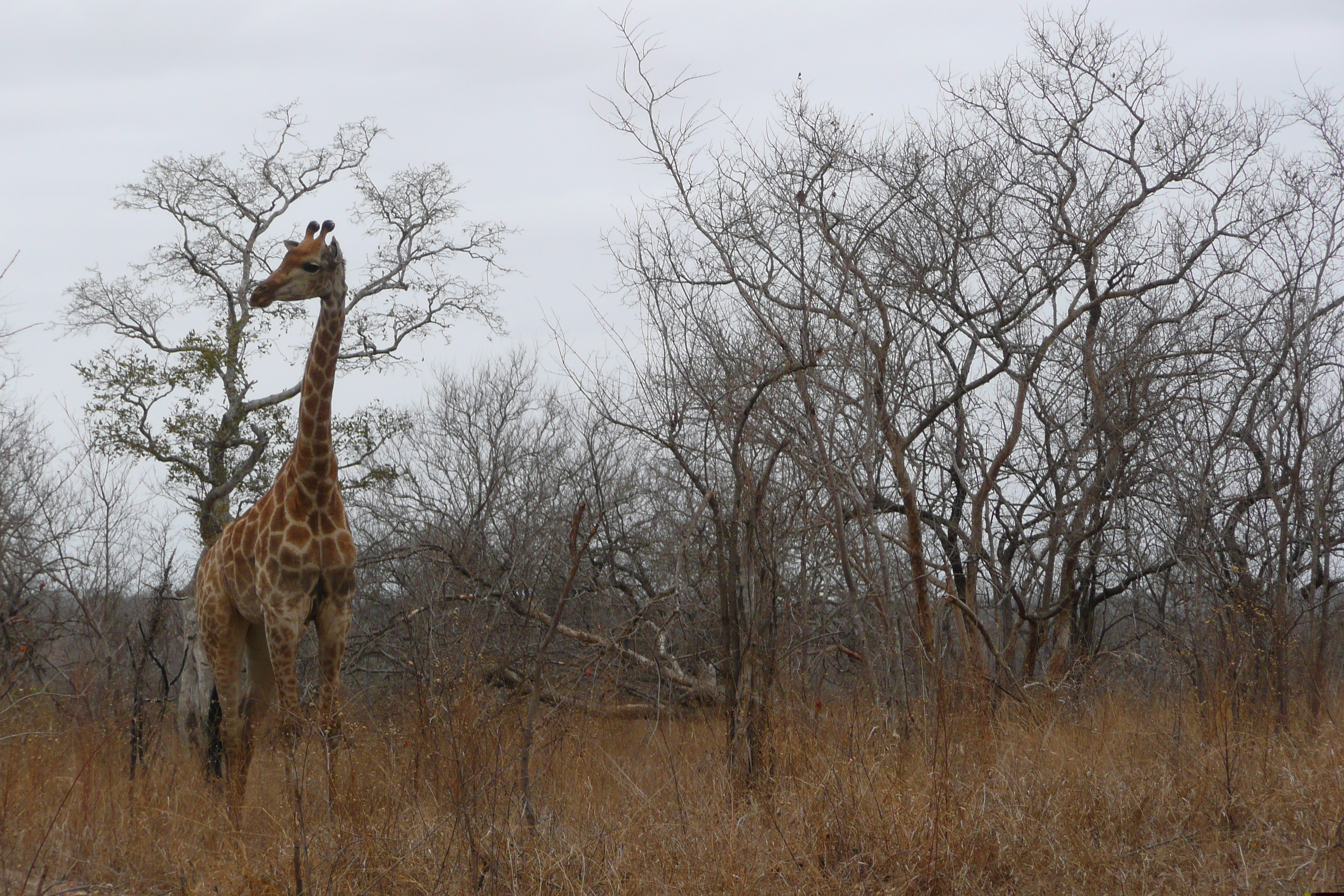 รูปถ่าย แอฟริกาใต้(South Africa) อุทยานแห่งชาติครูเกอร์(Kruger National Park) 2008-09 129